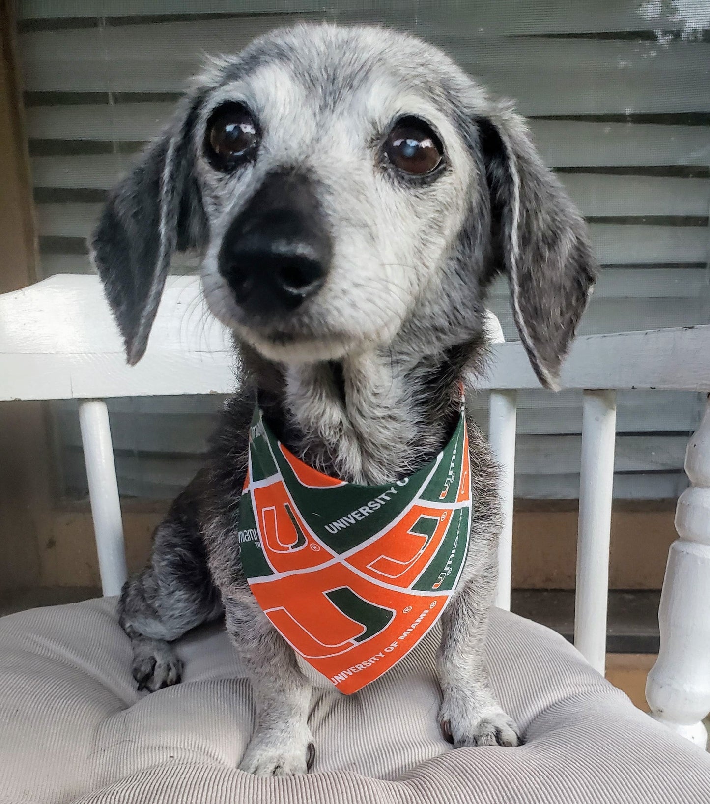 Clip on Dog Bandana With Buckle Pet Cat Bandanna Scarf University of MIAMI HURRICANES ncaa um Handmade to Order