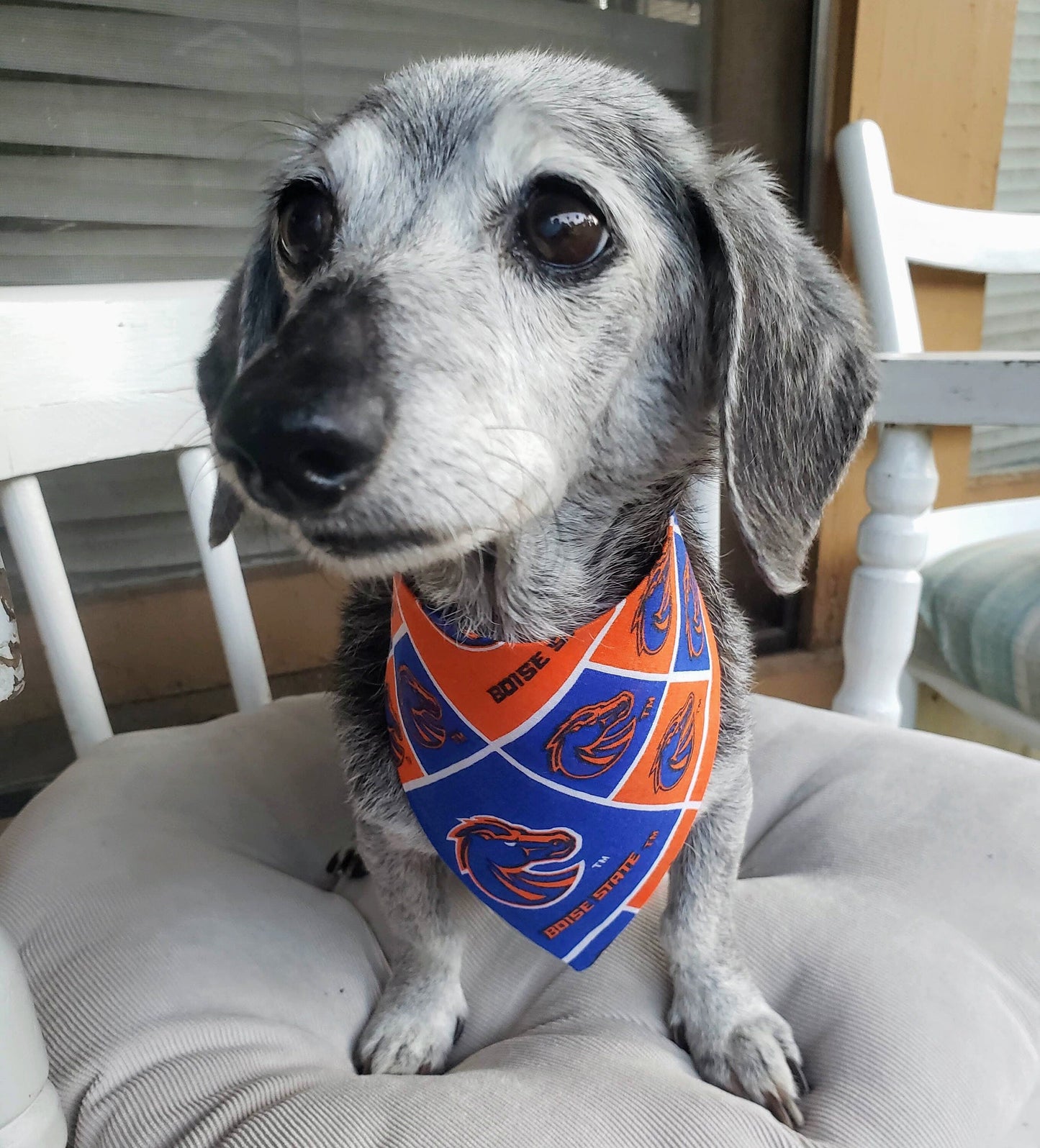 BOISE STATE University BSU BRONCOS Clip on Dog Bandana With Buckle Pet Cat Bandanna Scarf ncaa Handmade to Order