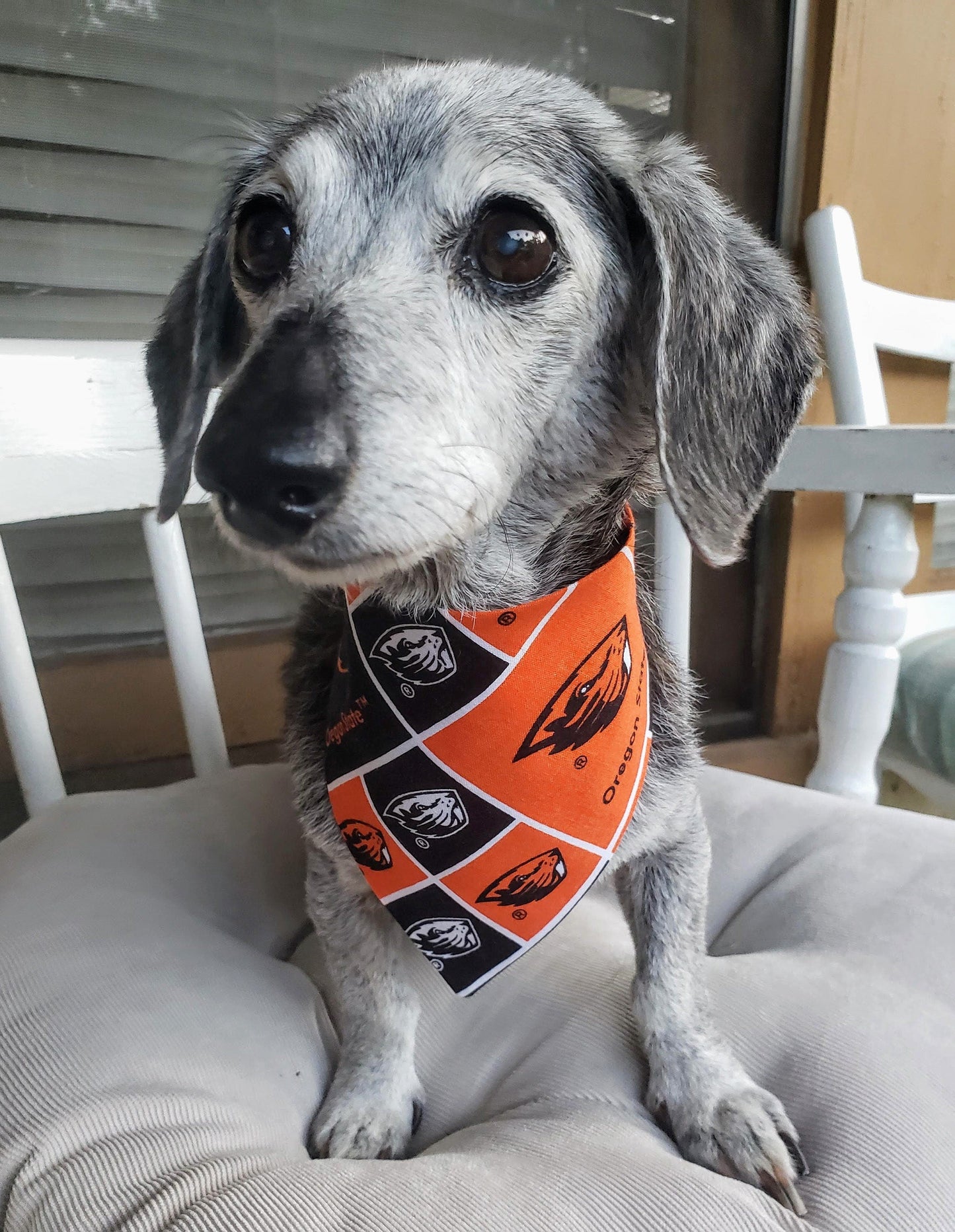 OREGON STATE University OSU BEAVERS Clip on Dog Bandana With Buckle Pet Cat Bandanna Scarf ncaa Handmade to Order