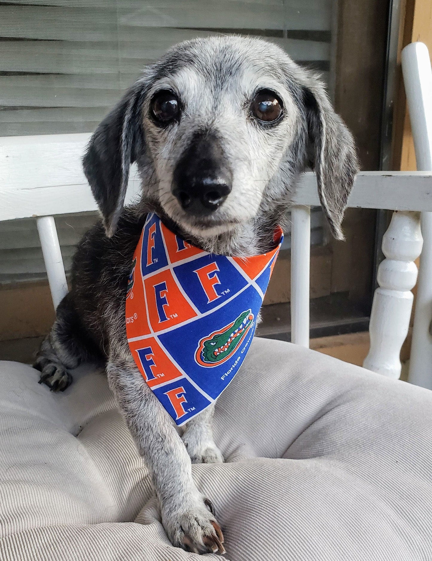 Clip on Dog Bandana With Buckle Pet Cat Bandanna Scarf University of FLORIDA GATORS ncaa uf Handmade to Order
