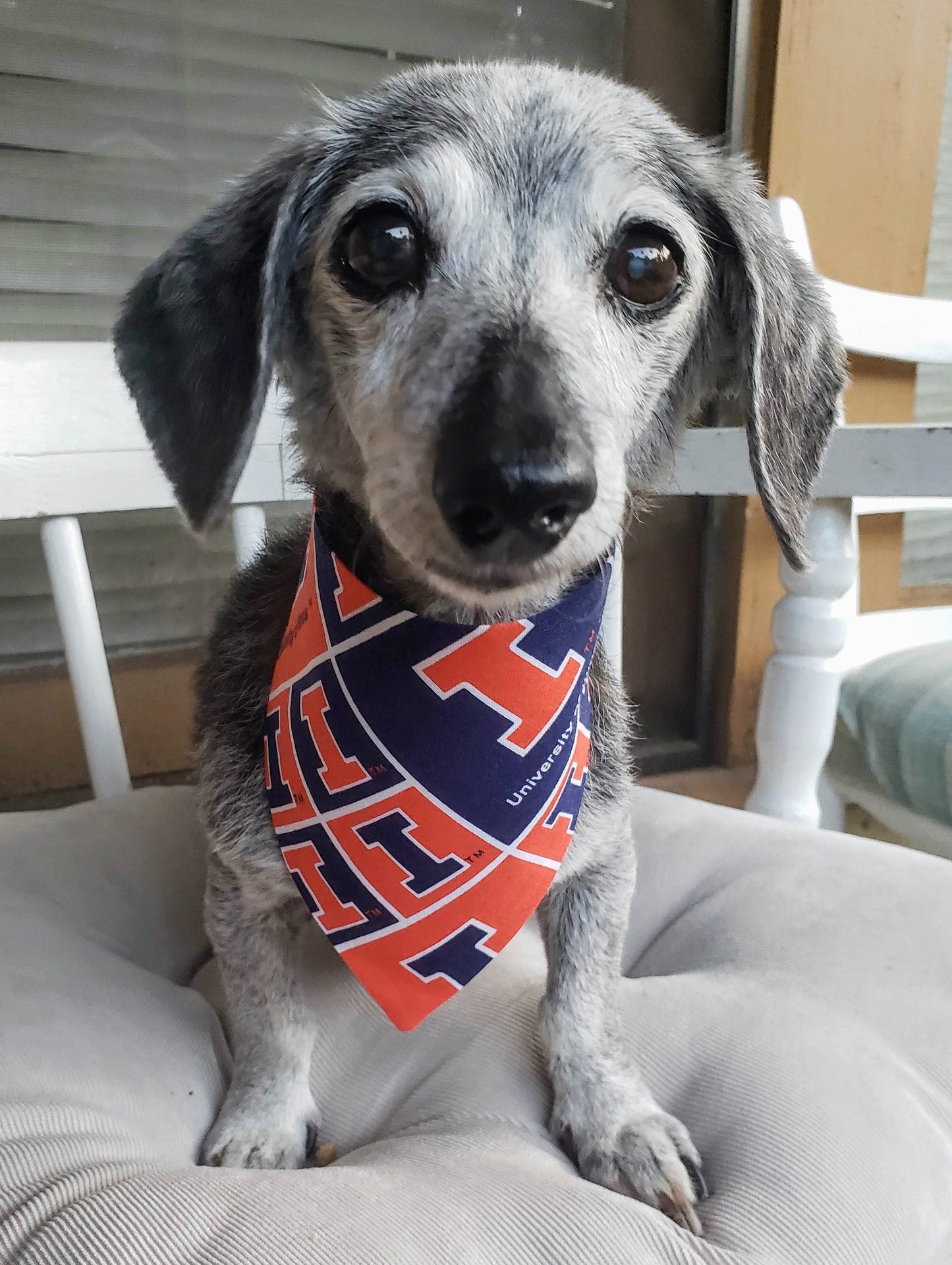 University of ILLINOIS FIGHTING ILLINI Clip on Dog Bandana With Buckle Pet Cat Bandanna Scarf ncaa Handmade to Order