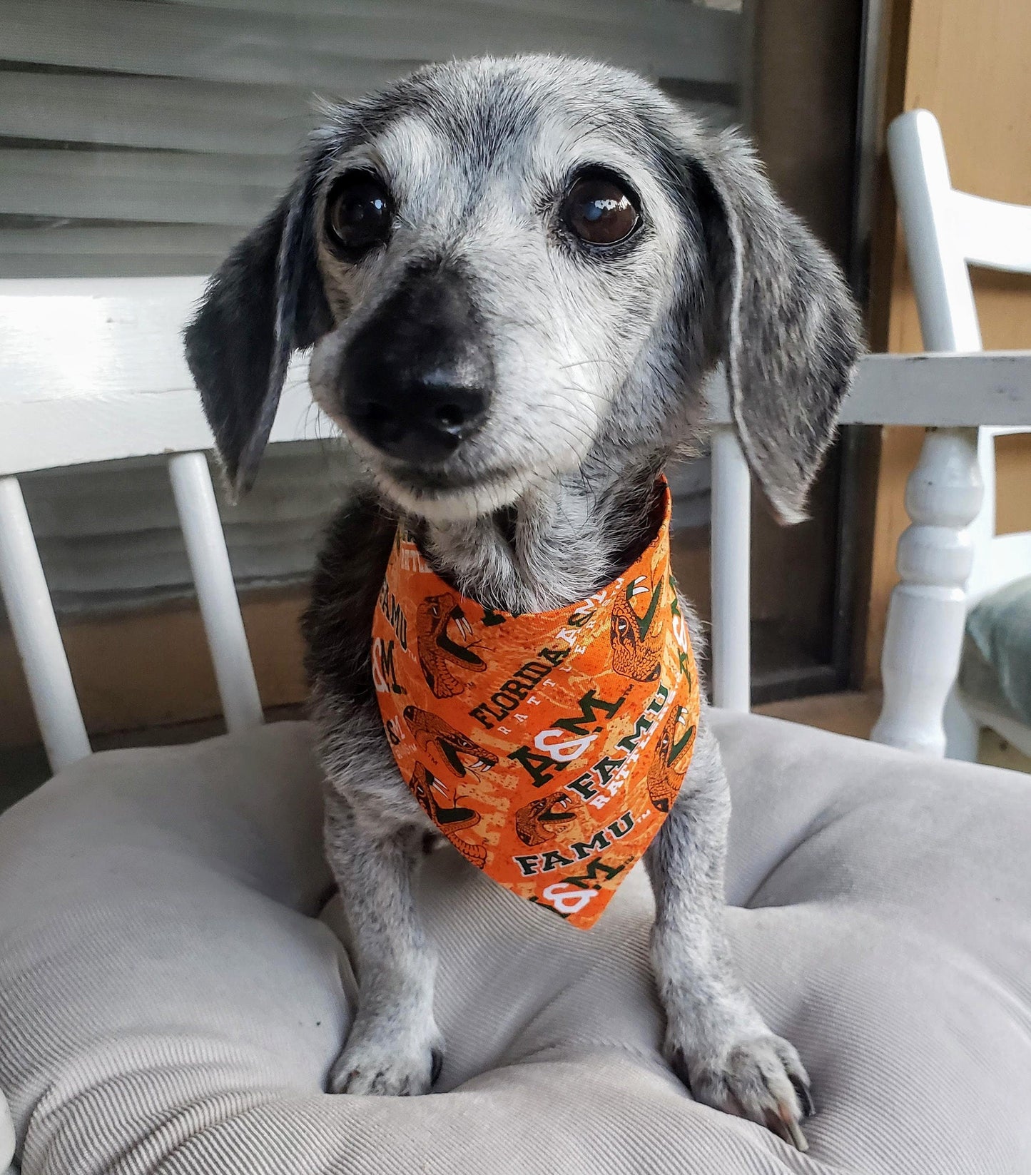 Clip on Dog Bandana With Buckle Pet Cat Bandanna Scarf FLORIDA A&M University RATTLERS ncaa fam Handmade to Order