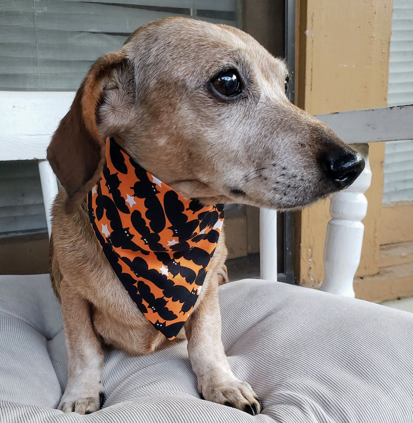 Clip on Dog Bandana With Buckle Pet Cat Bandanna Scarf Orange & Black Bats Fall Autumn Halloween Handmade to Order