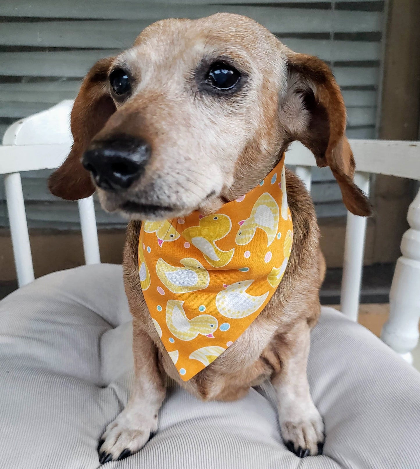 Clip on Dog Bandana With Buckle Pet Cat Bandanna Scarf Rubber Ducks Ducky Bubbles Orange Handmade to Order