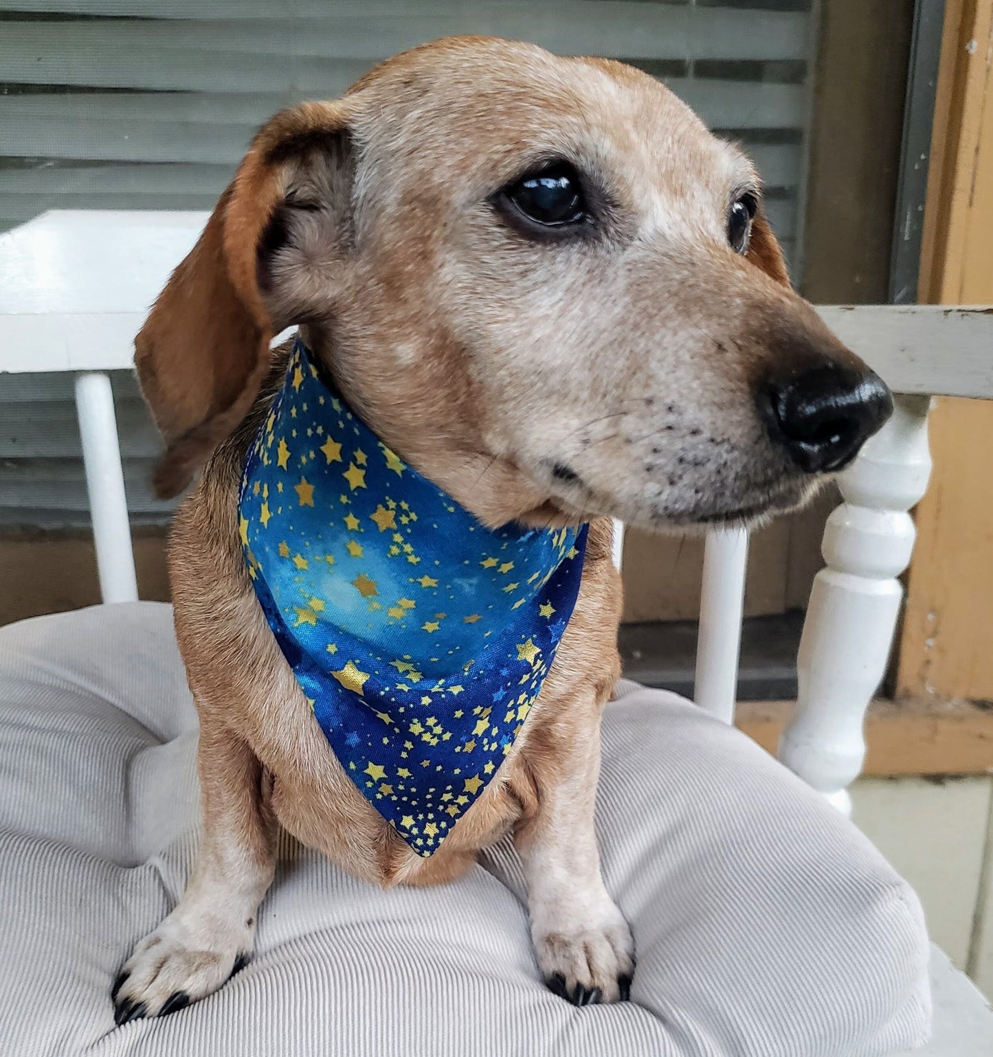 Clip on Dog Bandana With Buckle Pet Cat Bandanna Scarf Night Sky Stars Galaxy Celestial Handmade to Order