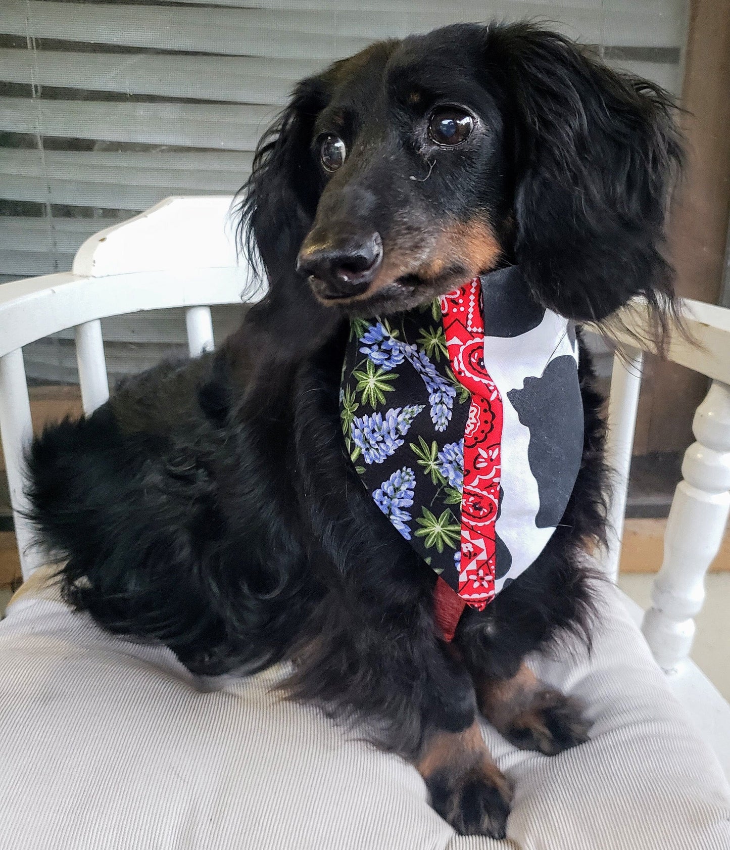 Clip on Dog Bandana With Buckle Pet Cat Bandanna Scarf BLUEBONNETS & COWHIDE Texas Specialty Exclusive Design Handmade to Order