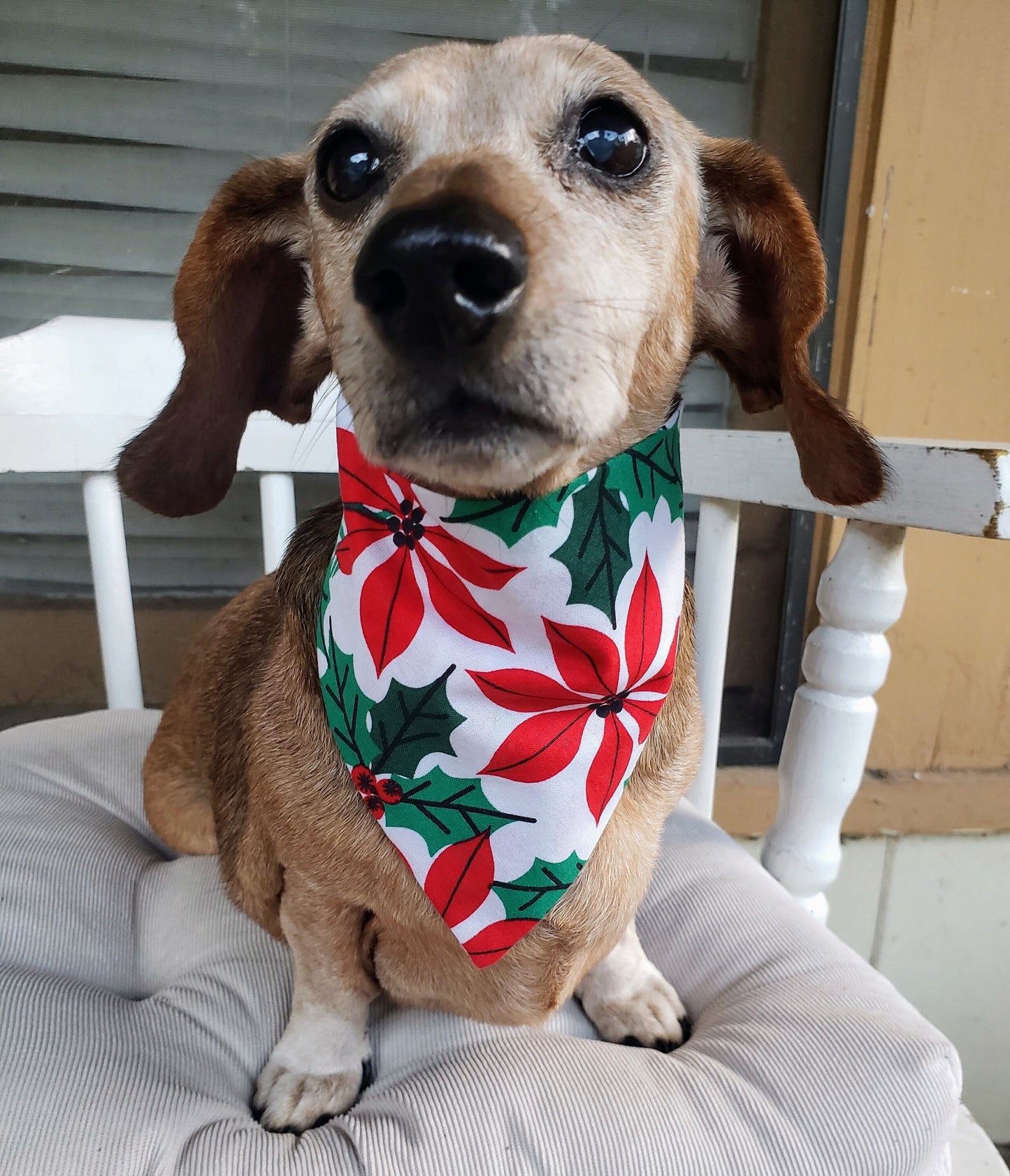 Poinsettia Floral Christmas Winter Clip on Dog Bandana With Buckle Pet Cat Bandanna Handmade to Order