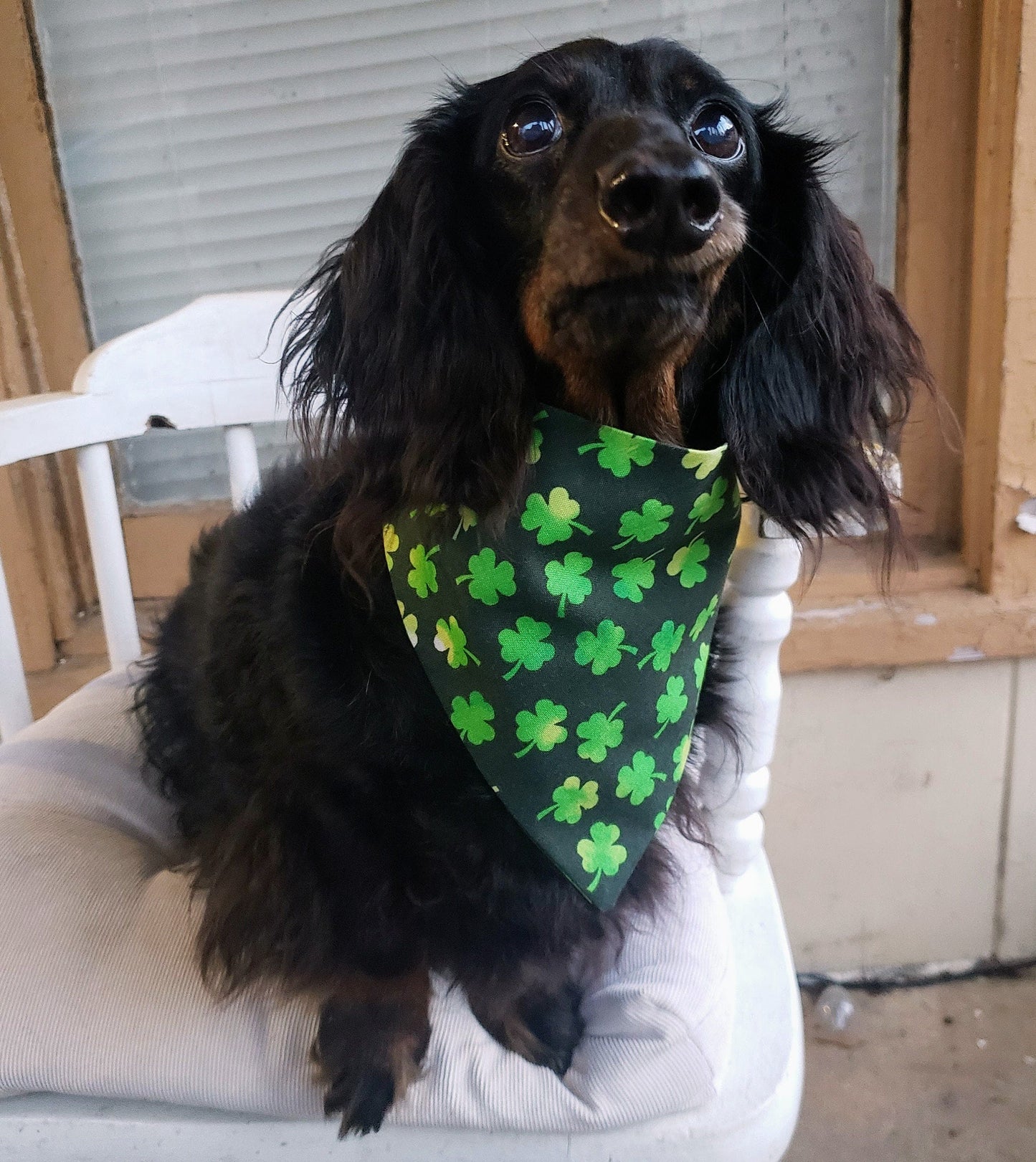Lucky Shamrocks St Patrick's Day Clip on Dog Bandana With Buckle Pet Cat Bandanna Handmade to Order