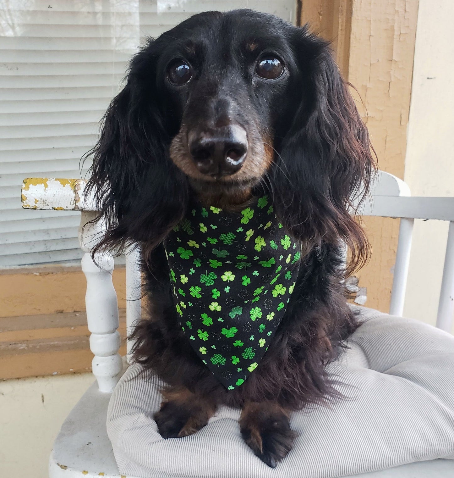 Lucky Shamrocks St. Patrick's Day Clip on Dog Bandana With Buckle Pet Cat Bandanna Handmade to Order