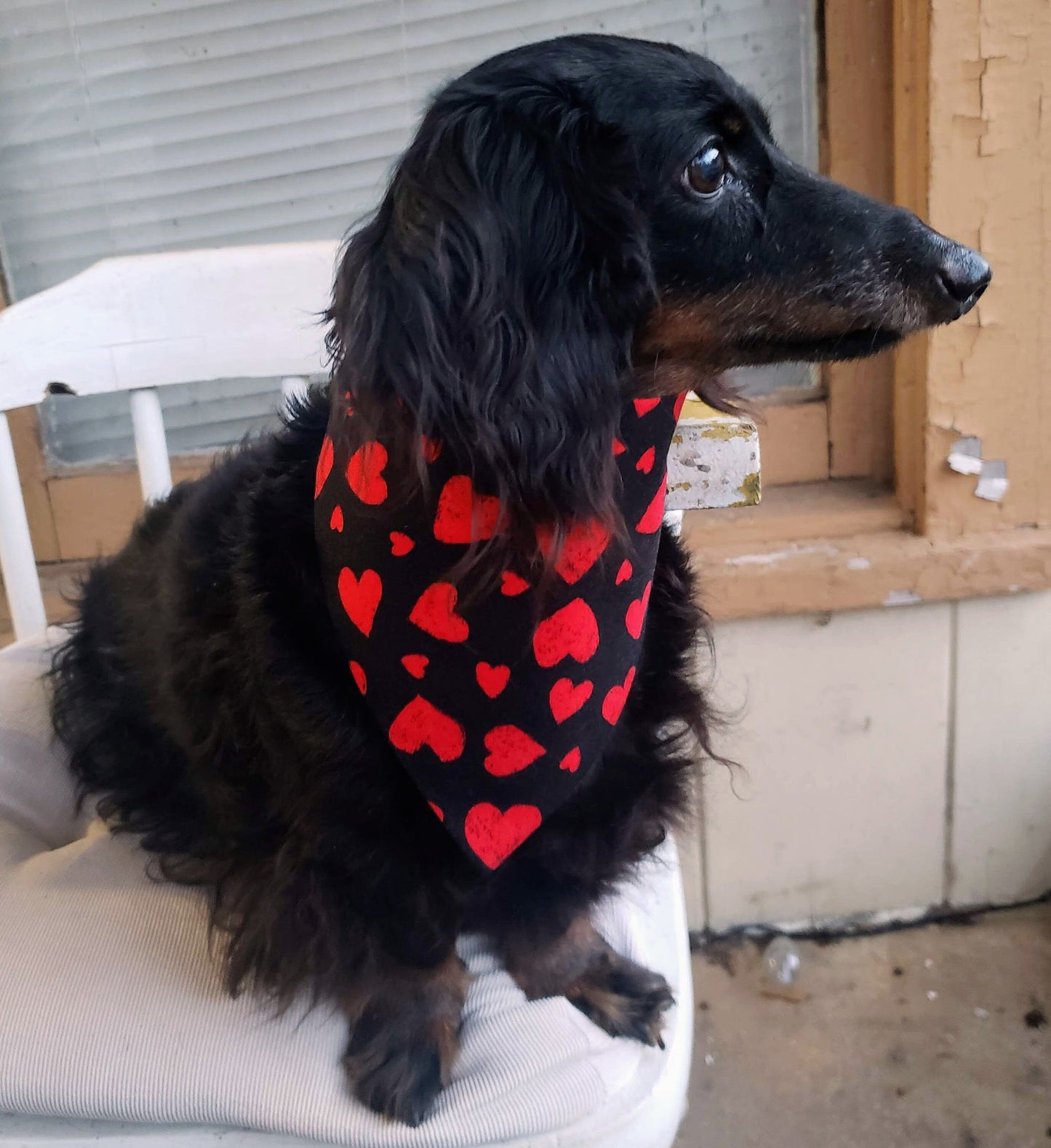 Clip on Dog Bandana With Buckle Pet Cat Bandanna Scarf Red Hearts on Black Valentine's Day Love Handmade to Order