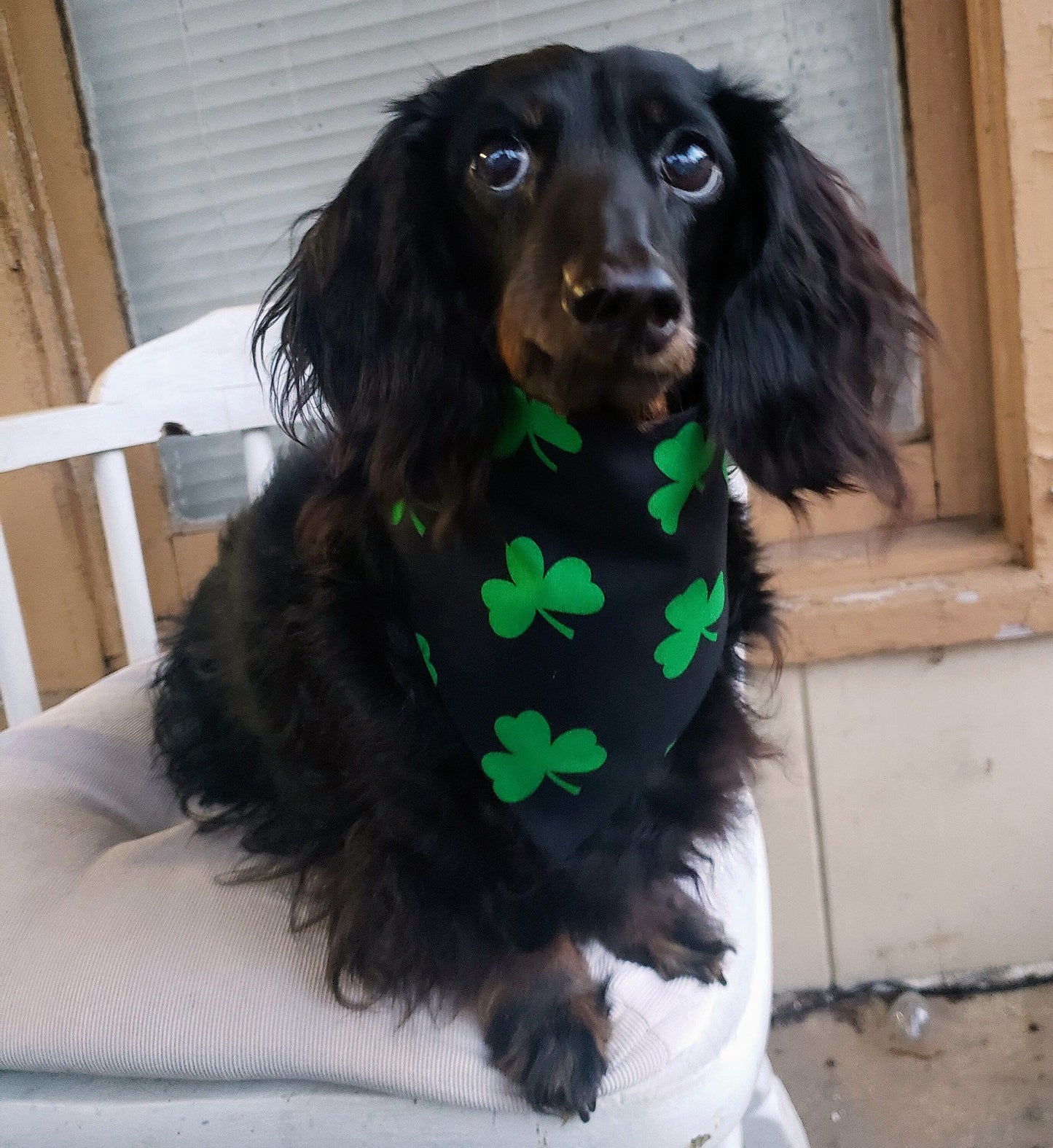 Lucky Shamrocks St Patrick's Day Clip on Dog Bandana With Buckle Pet Cat Bandanna Handmade to Order