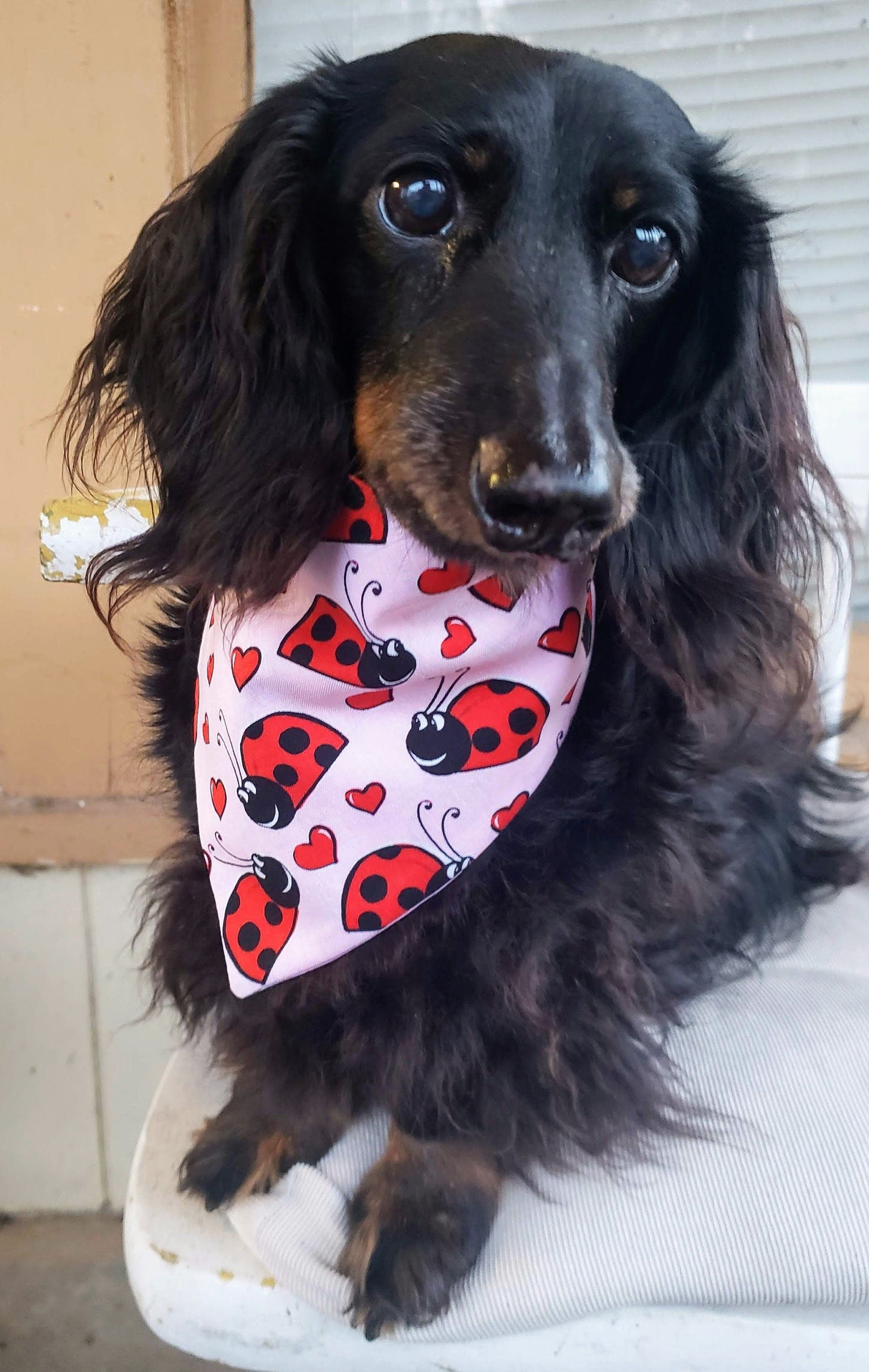 Clip on Dog Bandana With Buckle Pet Cat Bandanna Scarf Valentine's Day Love Hearts & Red Ladybugs on Pink Handmade to Order