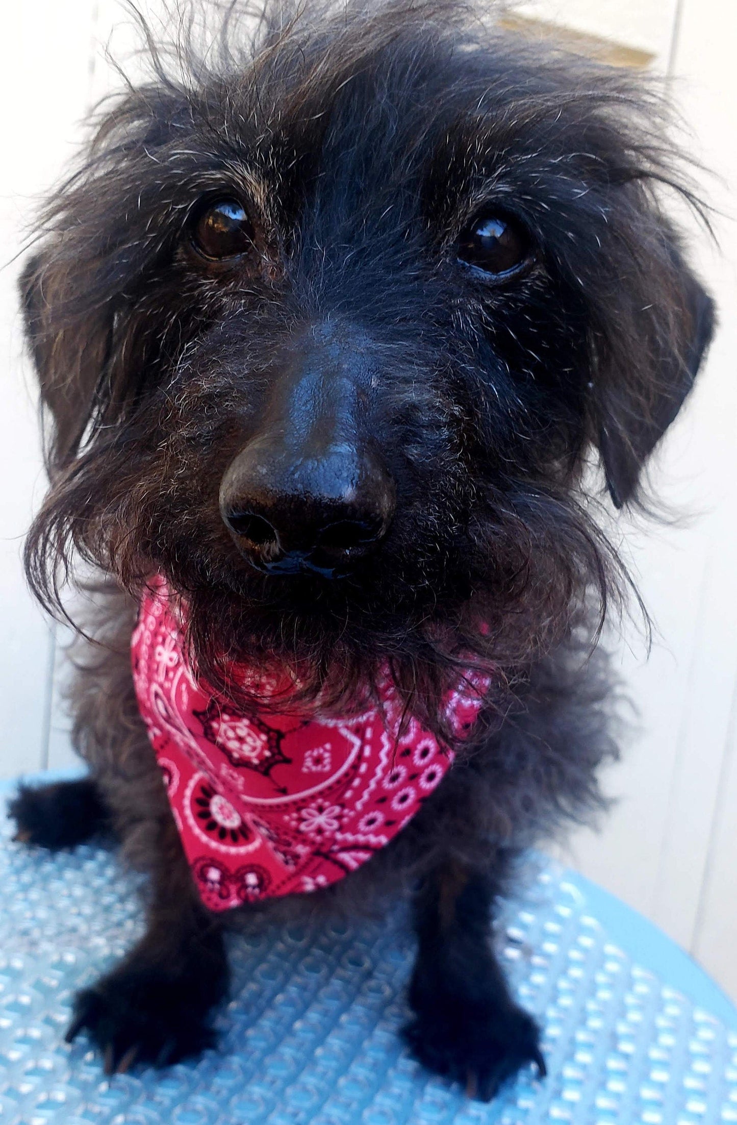 Clip on Dog Bandana With Buckle Pet Cat Bandanna Scarf Classic Pink Magenta Western Cowboy Cowgirl Bandana Handmade to Order