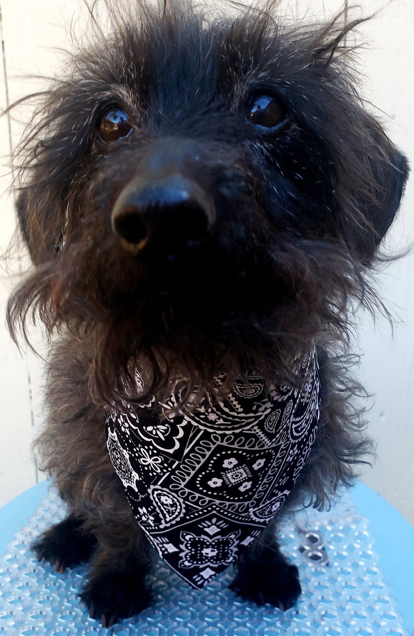 Clip on Dog Bandana With Buckle Pet Cat Bandanna Scarf Classic Black Western Cowboy Cowgirl Bandana Handmade to Order