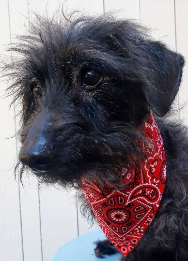 Clip on Dog Bandana With Buckle Pet Cat Bandanna Scarf Classic Red Western Cowboy Cowgirl Bandana Handmade to Order