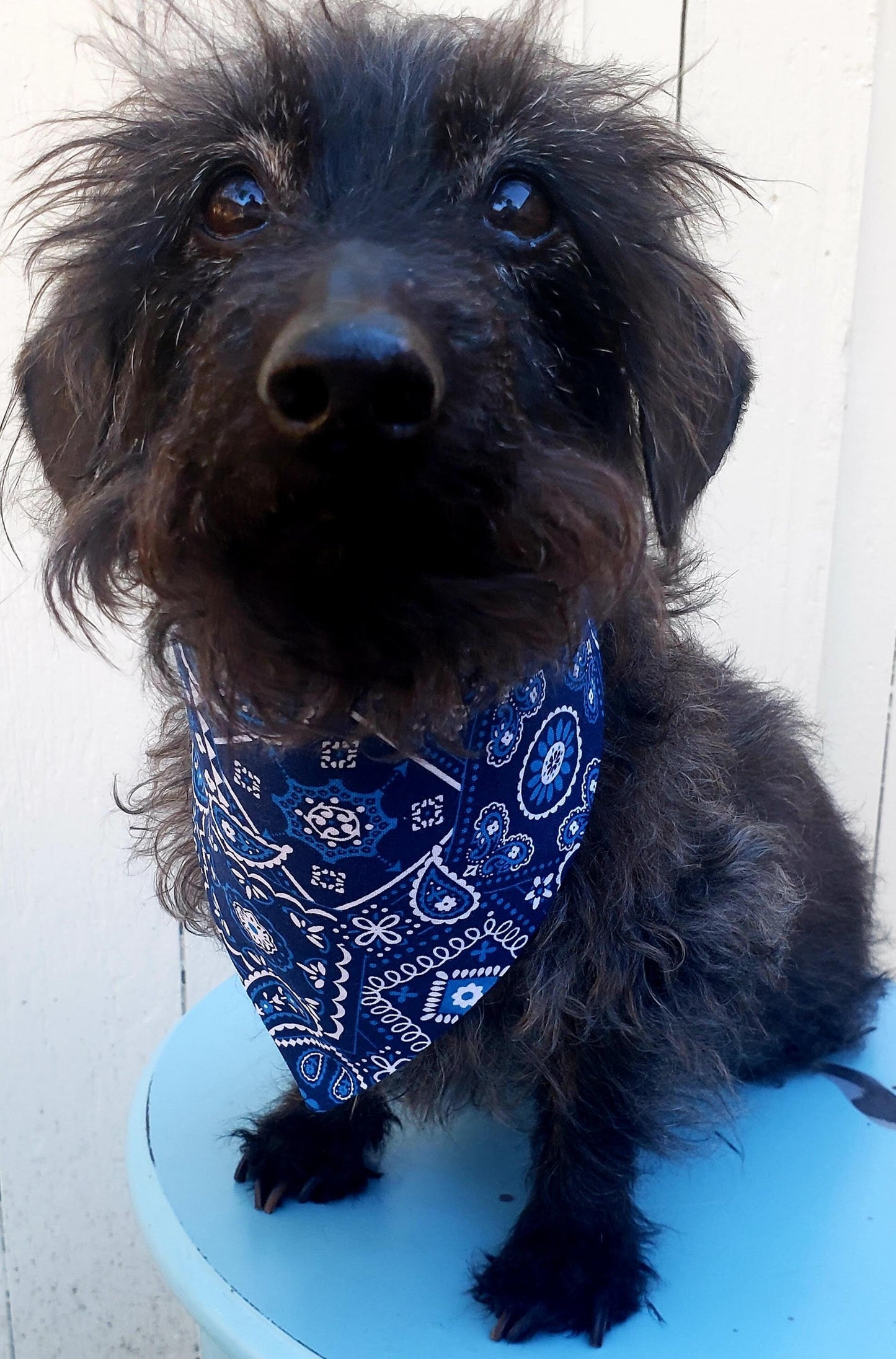 Clip on Dog Bandana With Buckle Pet Cat Bandanna Scarf Classic Blue Western Cowboy Cowgirl Bandana Handmade to Order