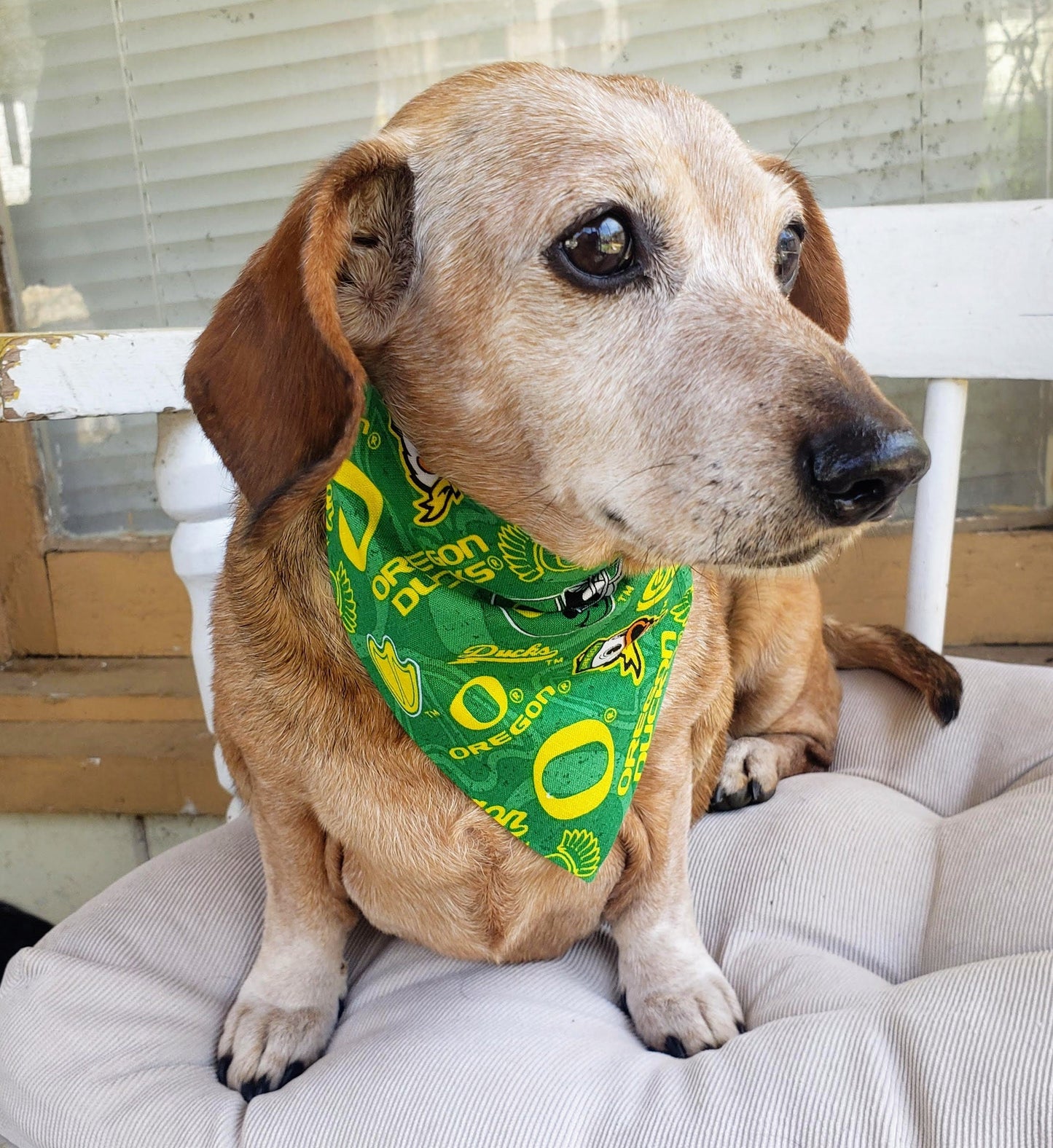 University of Oregon Ducks Puddles Clip on Dog Bandana With Buckle Pet Cat Bandanna Scarf ncaa Handmade to Order