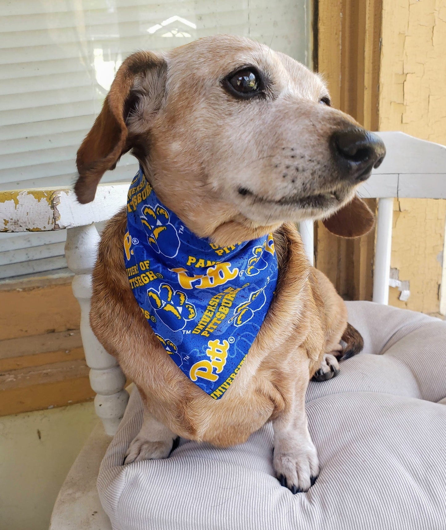University of Pittsburgh Panthers Clip on Dog Bandana With Buckle Pet Cat Bandanna Scarf ncaa Handmade to Order