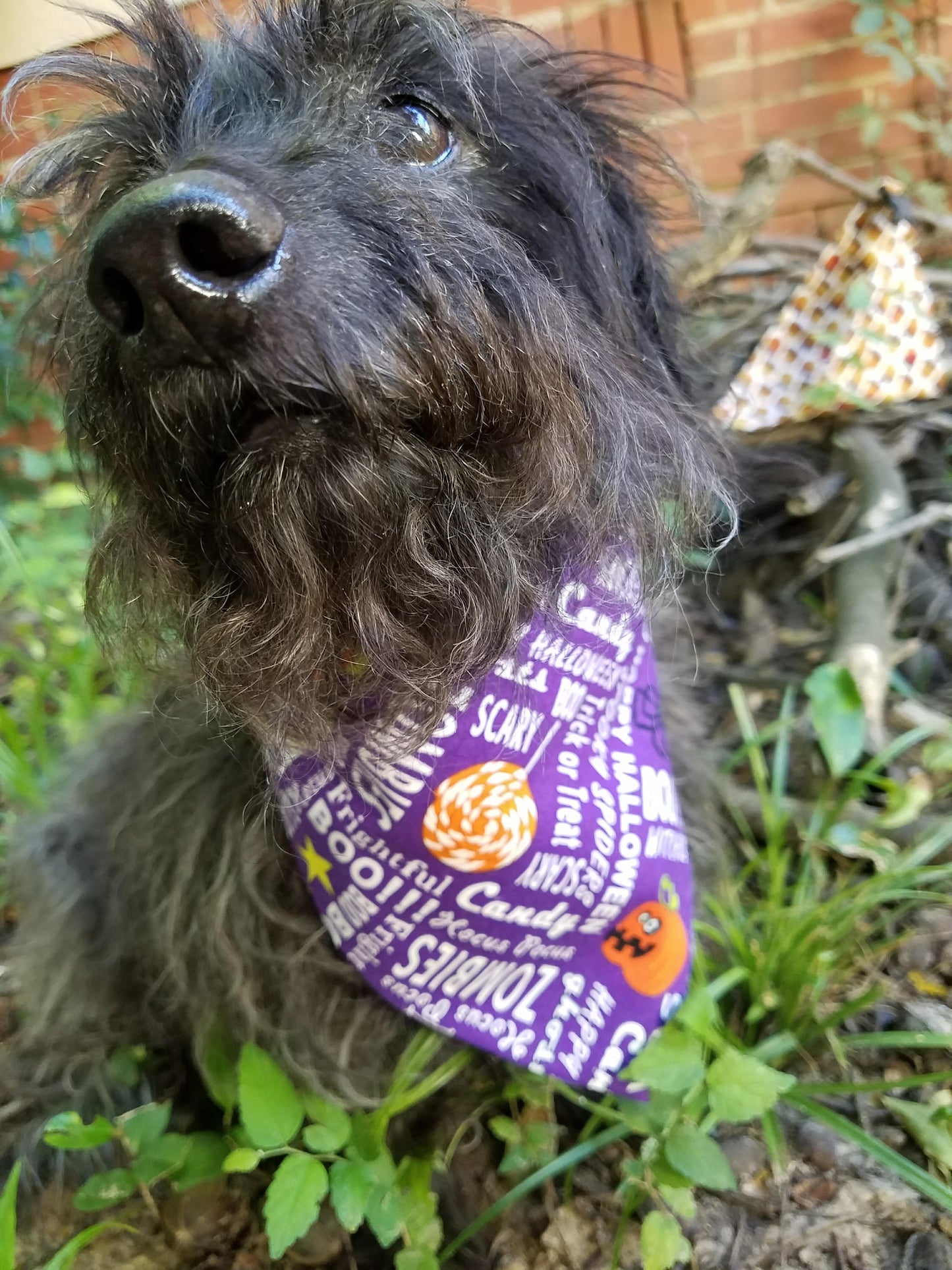 Clip on Dog Bandana With Buckle Pet Cat Bandanna Scarf Purple Orange Halloween Spooky Glow in the Dark Handmade to Order
