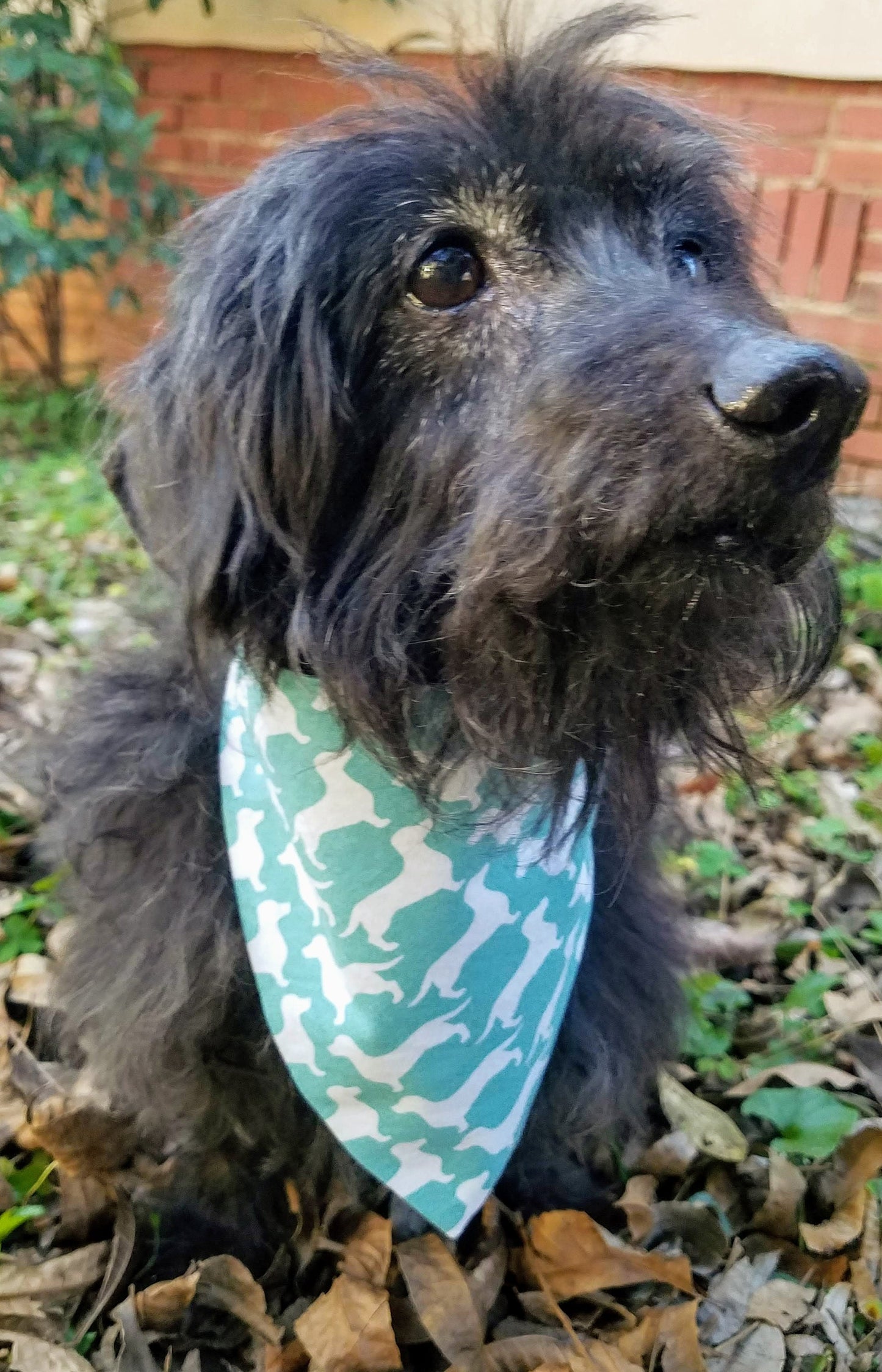 Clip on Dog Bandana With Buckle Pet Cat Bandanna Scarf Teal & White Dachshund Print Handmade to Order