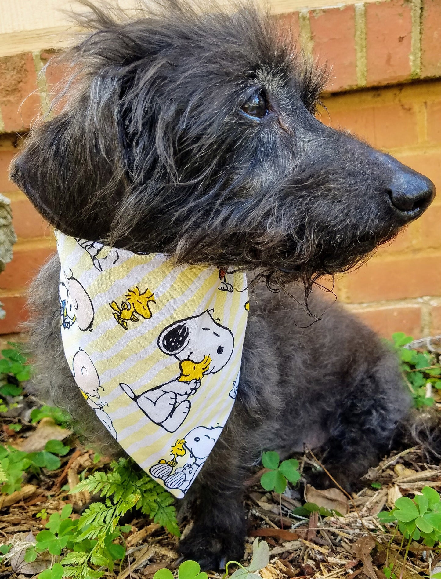 Clip on Dog Bandana With Buckle Pet Cat Bandanna Scarf Snoopy Woodstock Yellow Handmade to Order