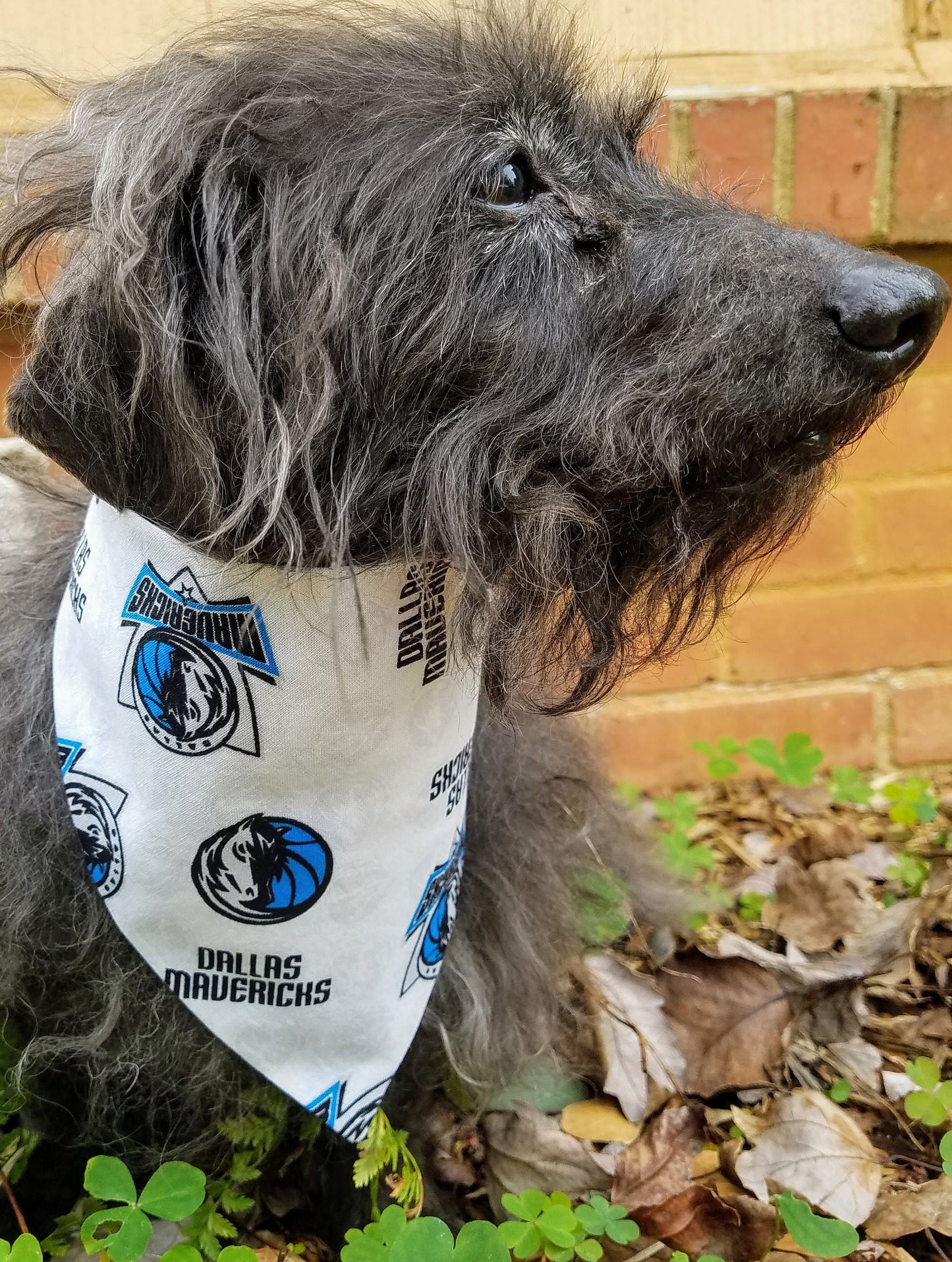 DALLAS MAVERICKS mavs basketball nba Print Clip on Dog Bandana With Buckle Pet Cat Bandanna Scarf Handmade to Order