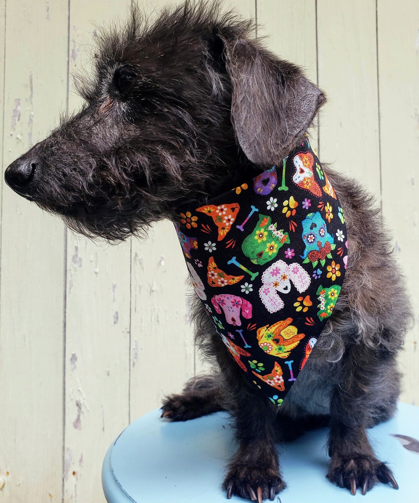 Sugar Skull Dogs Dia de los Muertos Fall Autumn Halloween Clip on Dog Bandana With Buckle Pet Cat Bandanna Handmade to Order