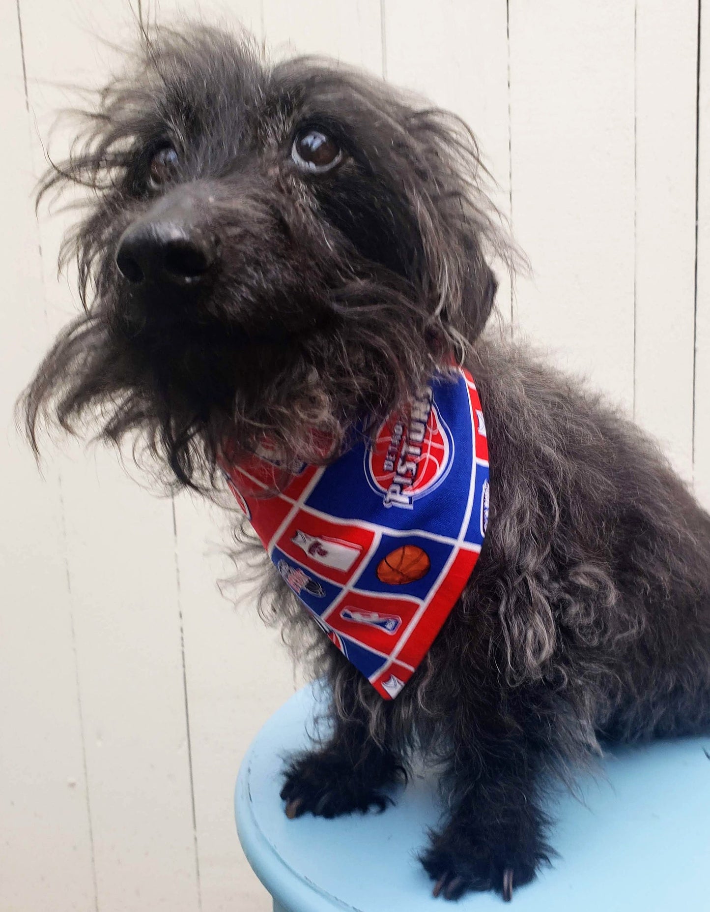Clip on Dog Bandana With Buckle Pet Cat Bandanna Scarf DETROIT PISTONS basketball nba Print Handmade to Order