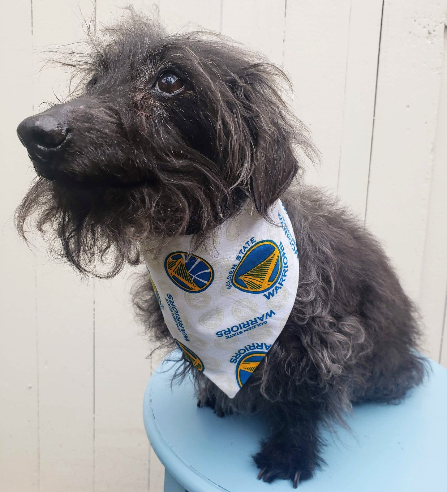 GOLDEN STATE WARRIORS basketball nba Print Clip on Dog Bandana With Buckle Pet Cat Bandanna Scarf Handmade to Order