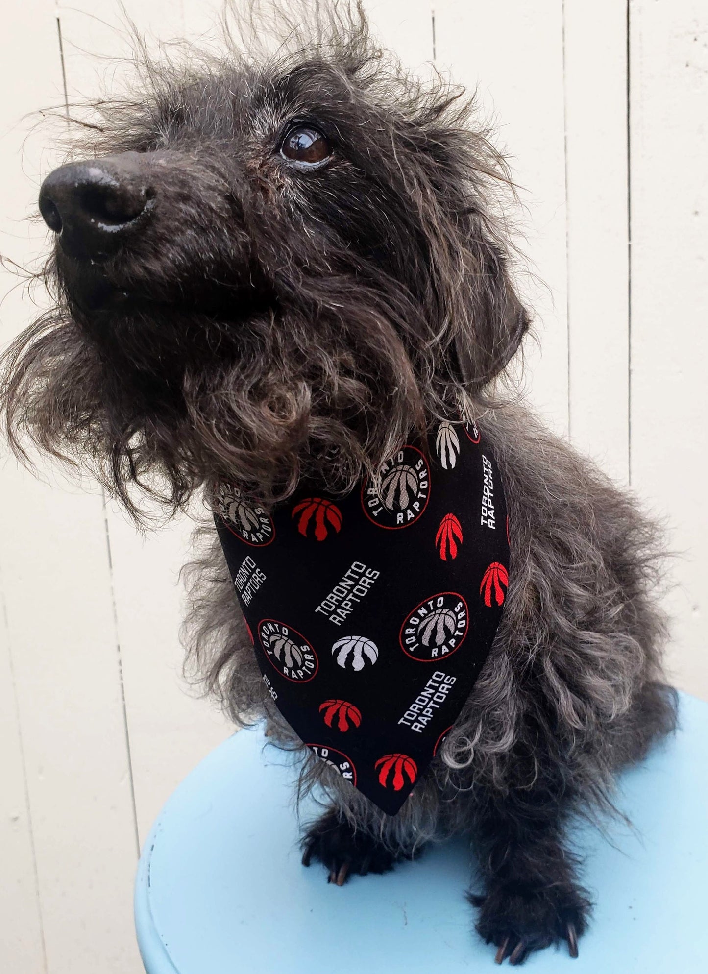 Clip on Dog Bandana With Buckle Pet Cat Bandanna Scarf TORONTO RAPTORS basketball nba Print Handmade to Order