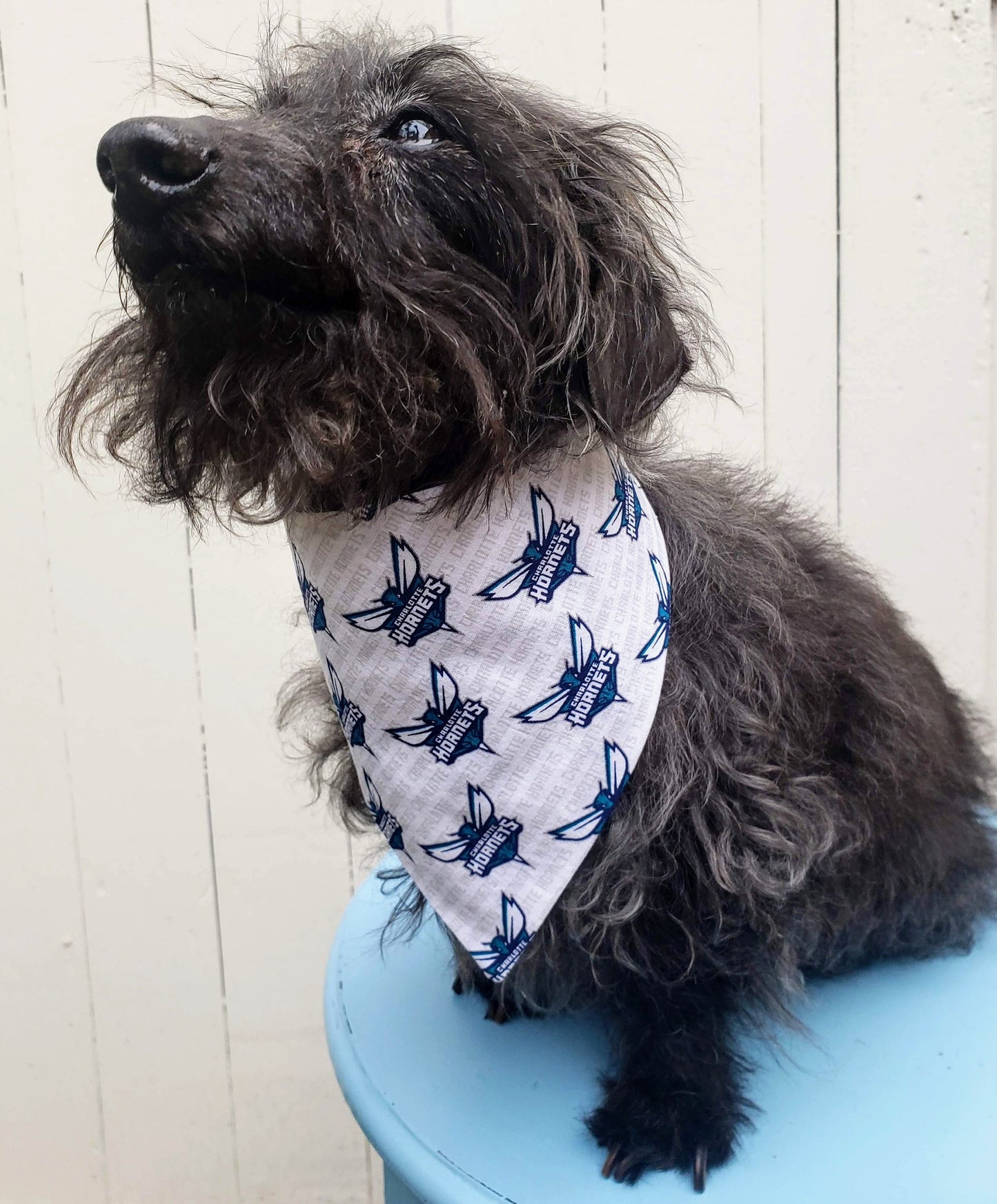 Clip on Dog Bandana With Buckle Pet Cat Bandanna Scarf CHARLOTTE HORNETS basketball nba Print Handmade to Order