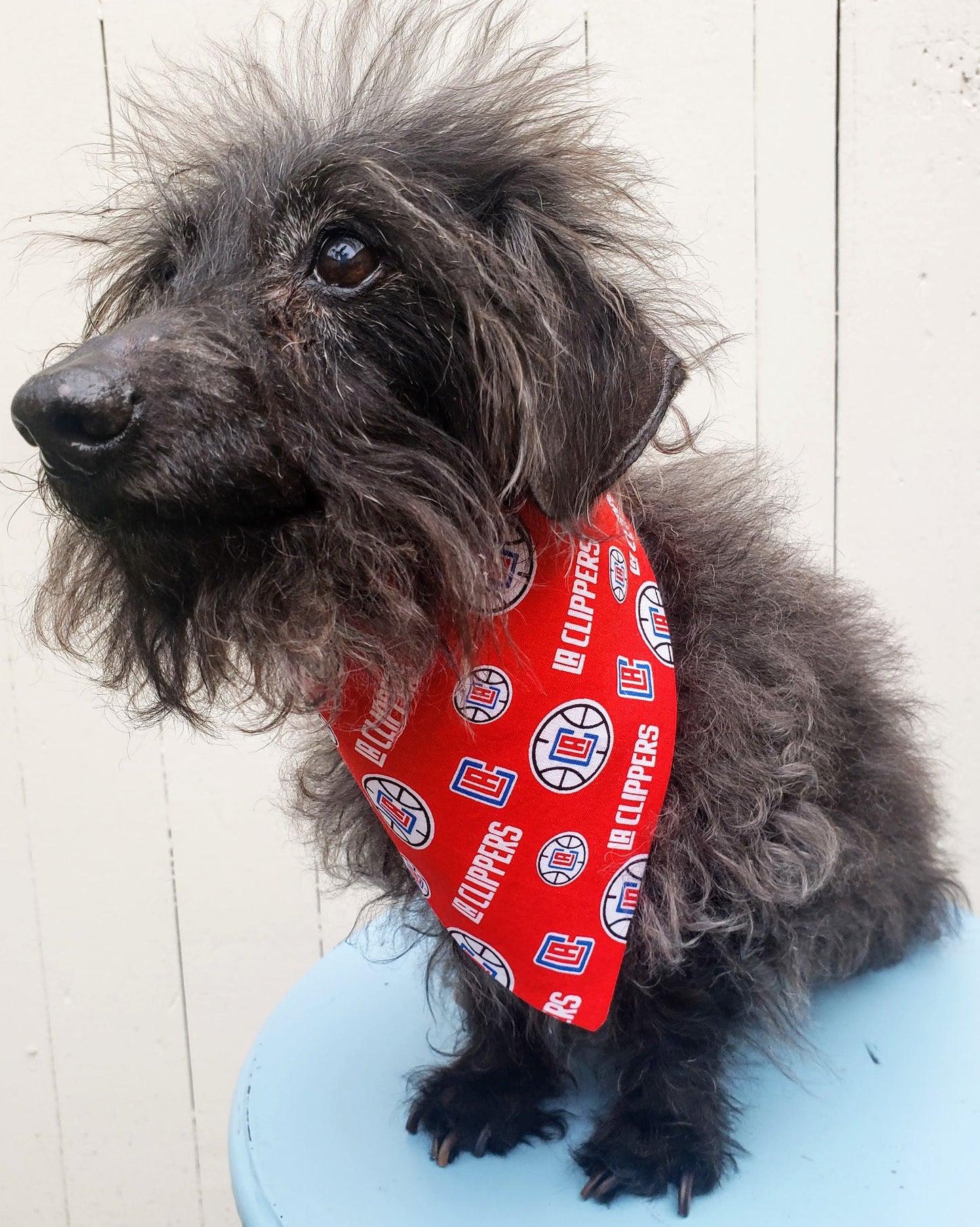 Clip on Dog Bandana With Buckle Pet Cat Bandanna Scarf Los Angeles LA CLIPPERS basketball nba Print Handmade to Order