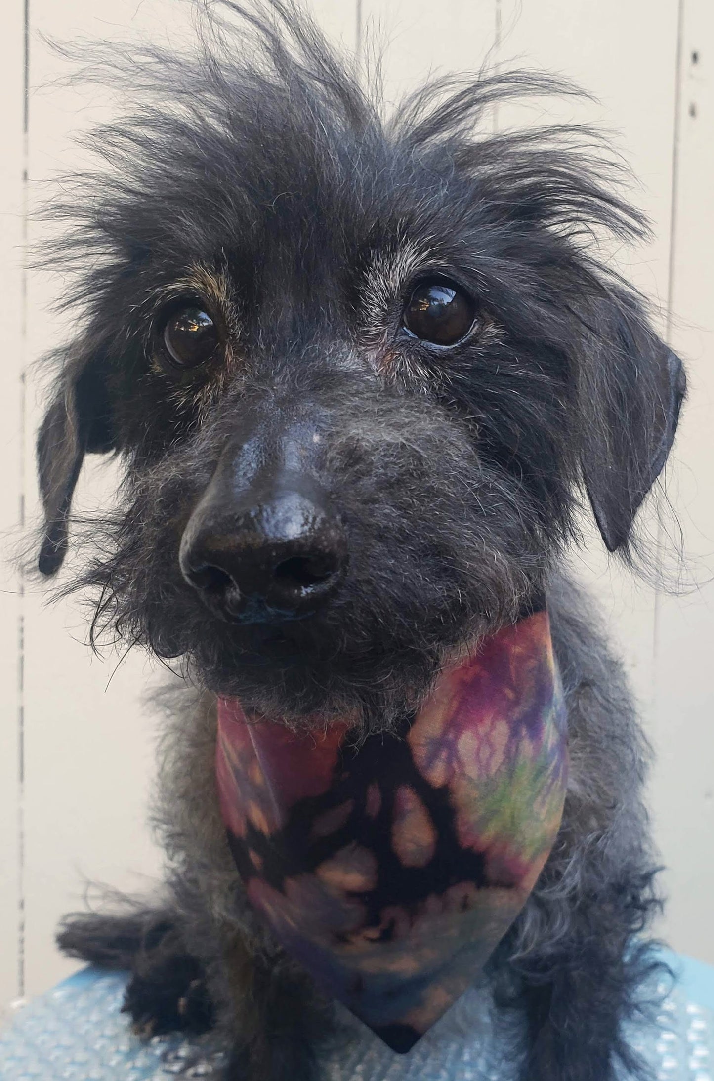 Clip on Dog Bandana With Buckle Pet Cat Bandanna Scarf Reverse Tie Dye Hand Dyed Rainbow Black Spiral Colorful Summer Print Handmade READY TO SHIP