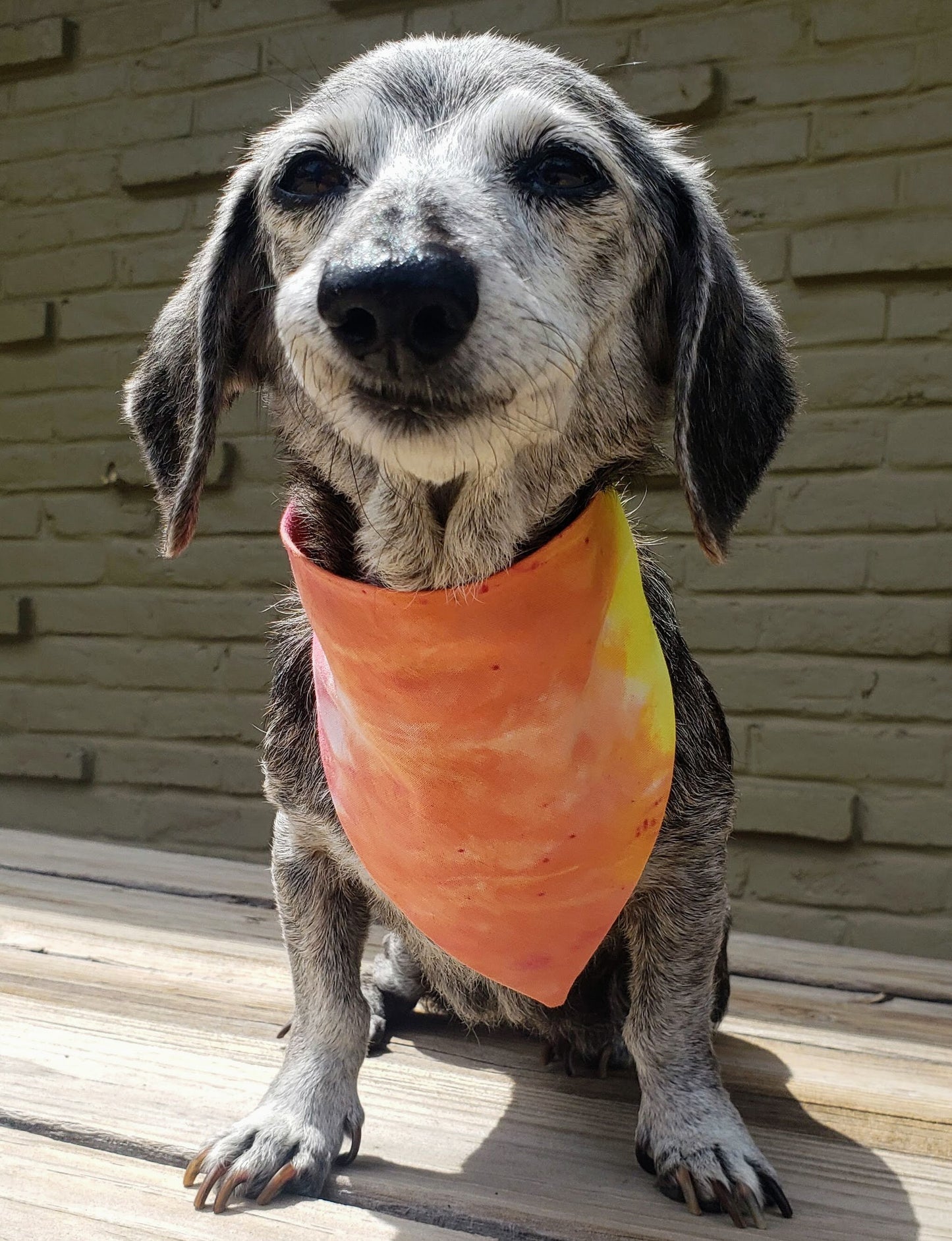 Clip on Dog Bandana With Buckle Pet Cat Bandanna Scarf Tie Dye Hand Dyed Red Orange Yellow Colorful Sunrise Print Handmade READY TO SHIP