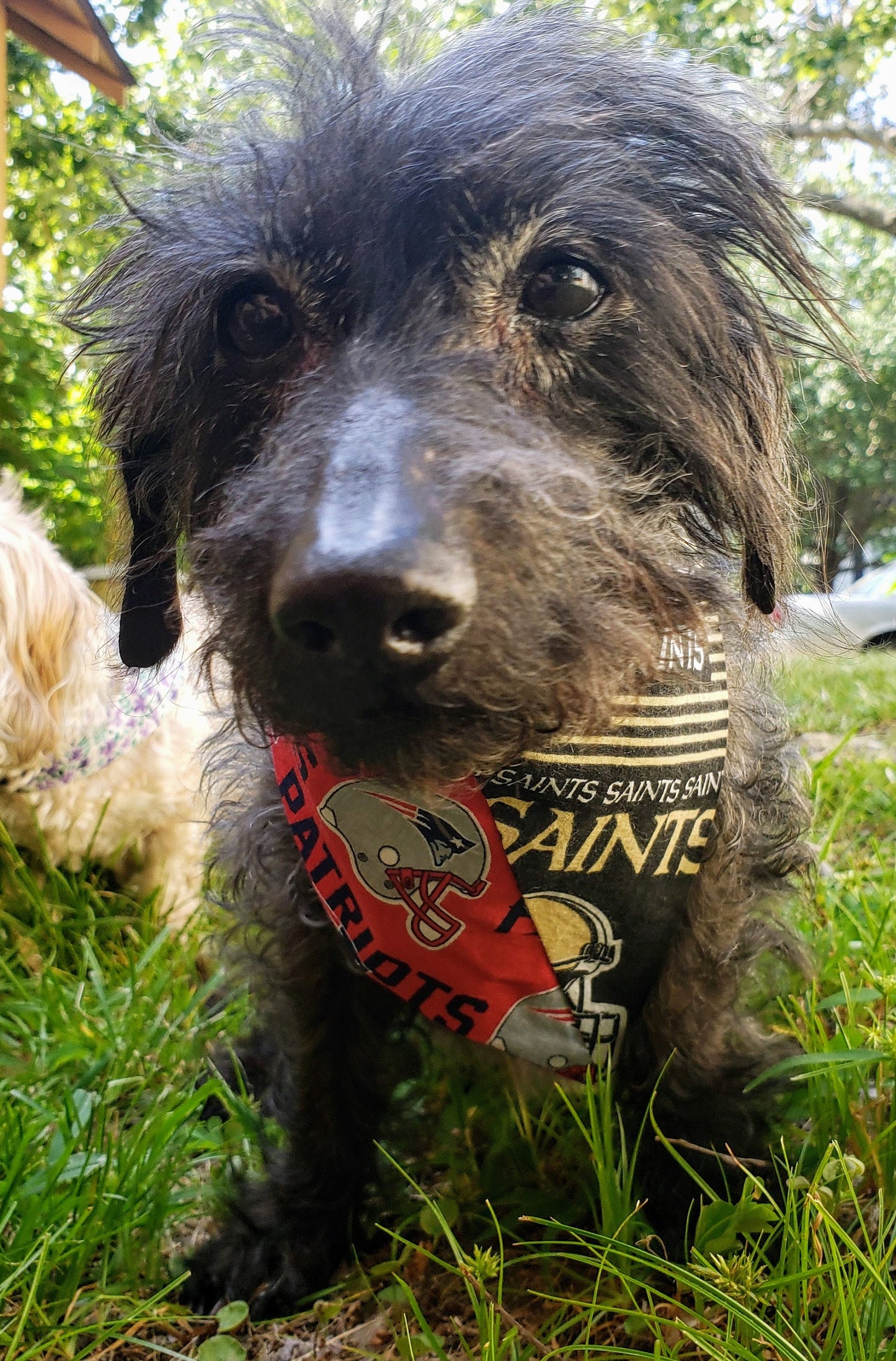 HOUSE DIVIDED Football Choose TWO Teams nfl Clip on Dog Bandana With Buckle Pet Cat Bandanna Scarf Handmade to Order