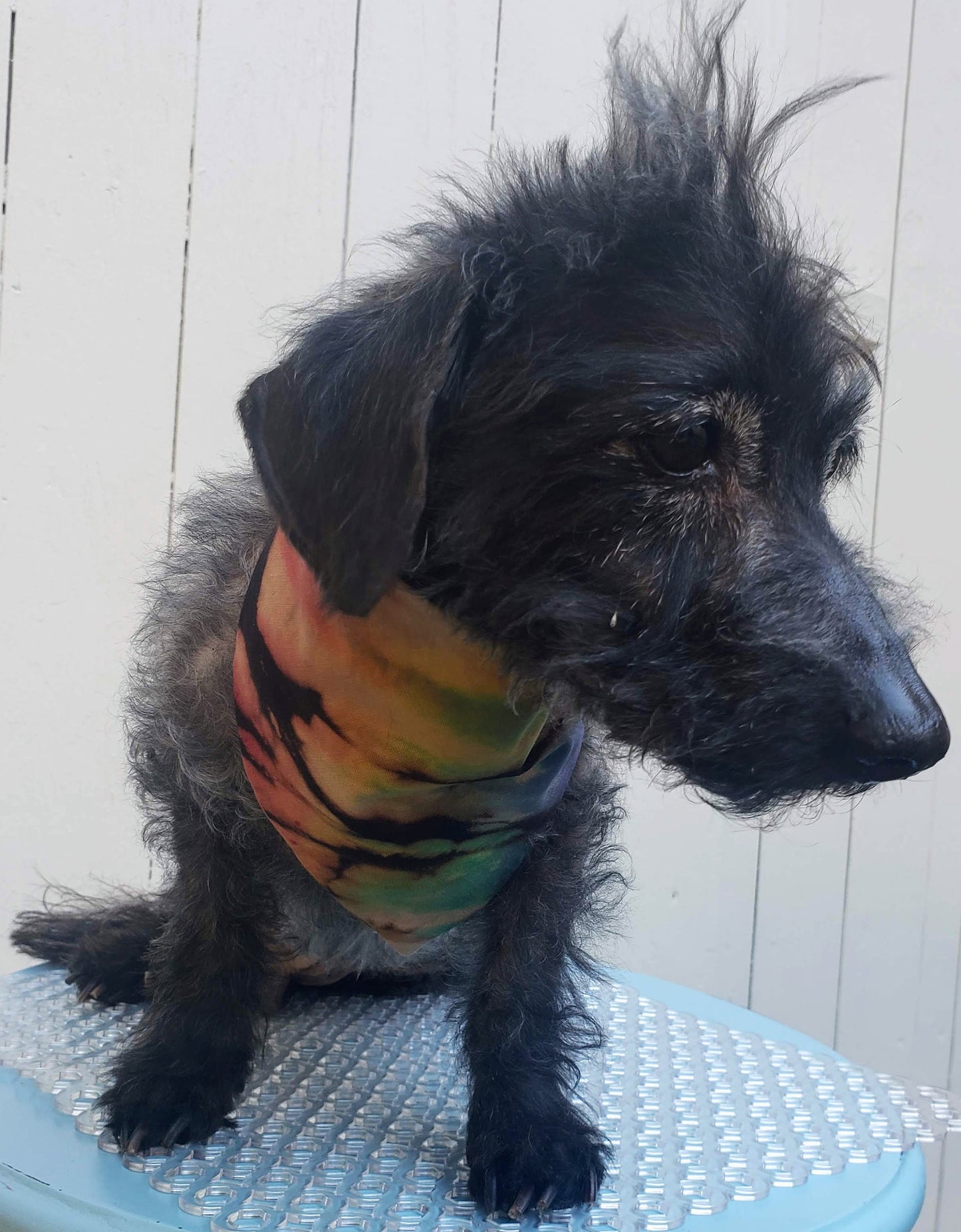 Clip on Dog Bandana With Buckle Pet Cat Bandanna Scarf Reverse Tie Dye Hand Dyed Rainbow Black Prism Colorful Summer Print Handmade READY TO SHIP