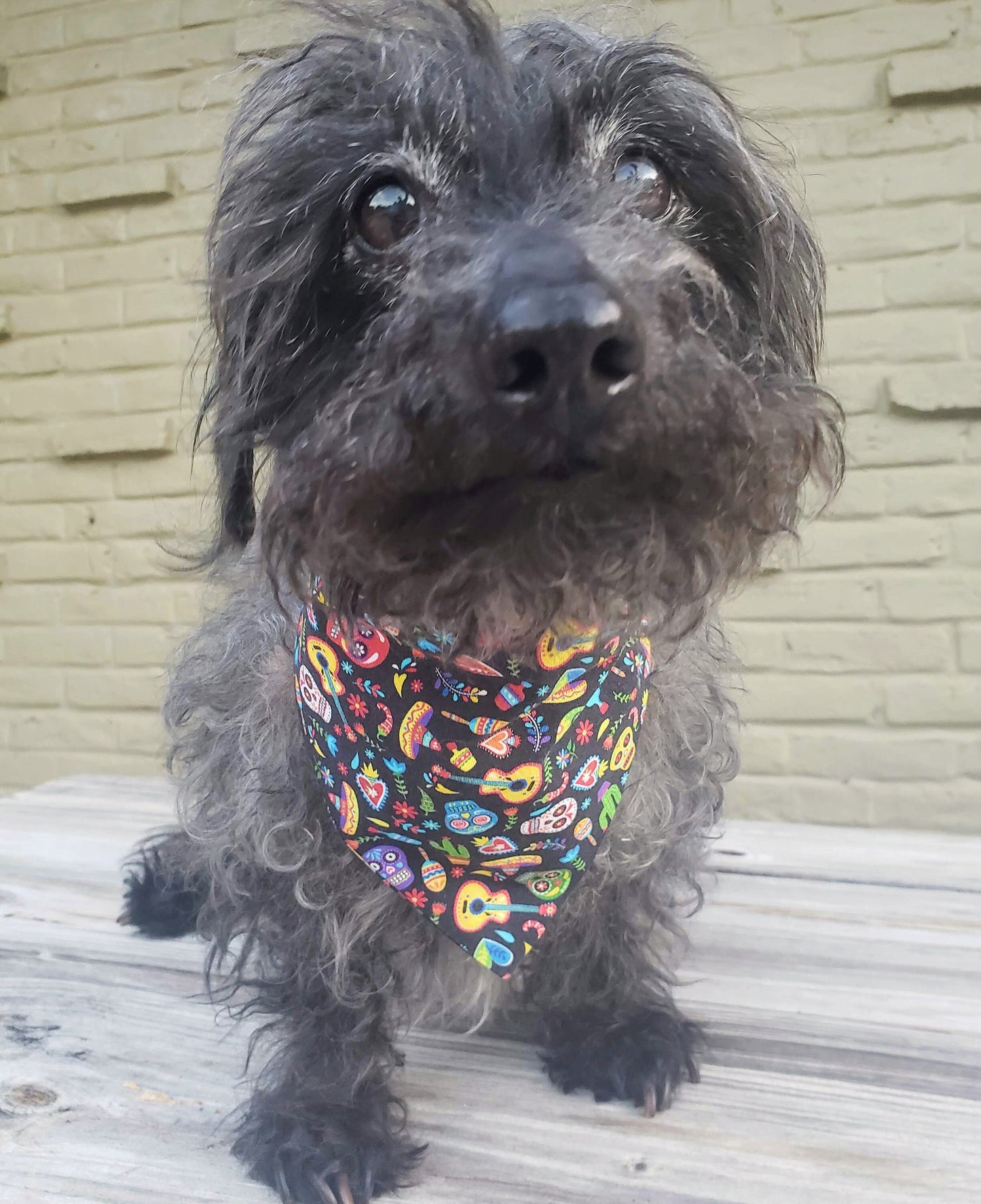 Fiesta Sugar Skull Dia de los Muertos Fall Clip on Dog Bandana With Buckle Pet Cat Bandanna Handmade to Order
