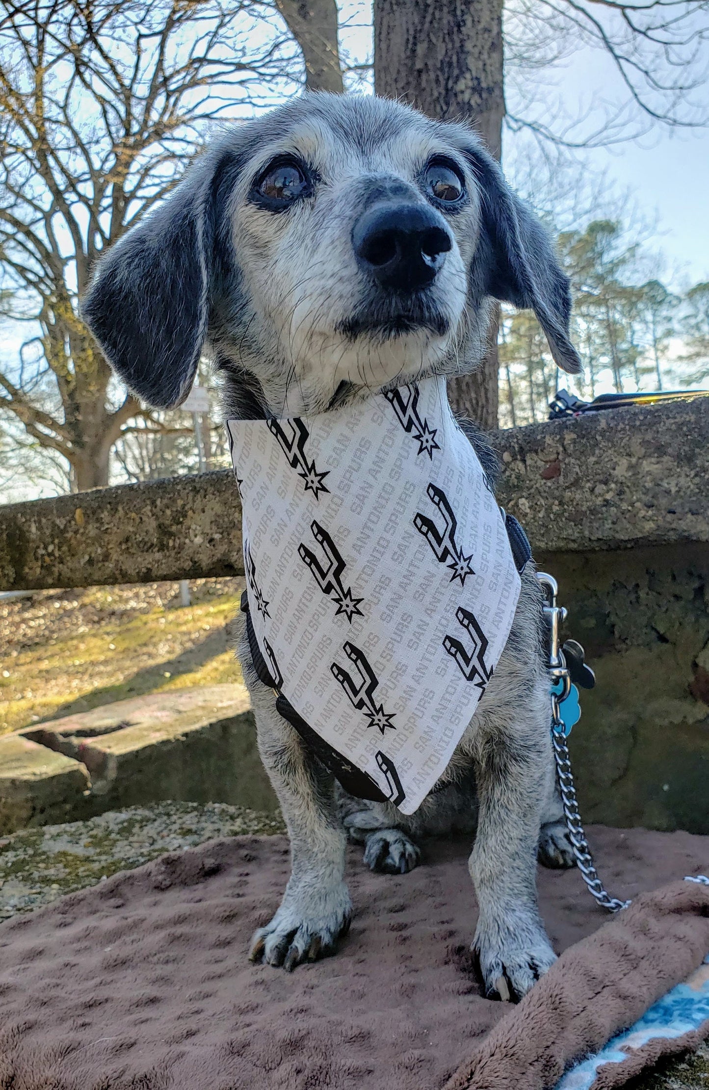 Clip on Dog Bandana With Buckle Pet Cat Bandanna Scarf SAN ANTONIO SPURS basketball nba Print Handmade to Order