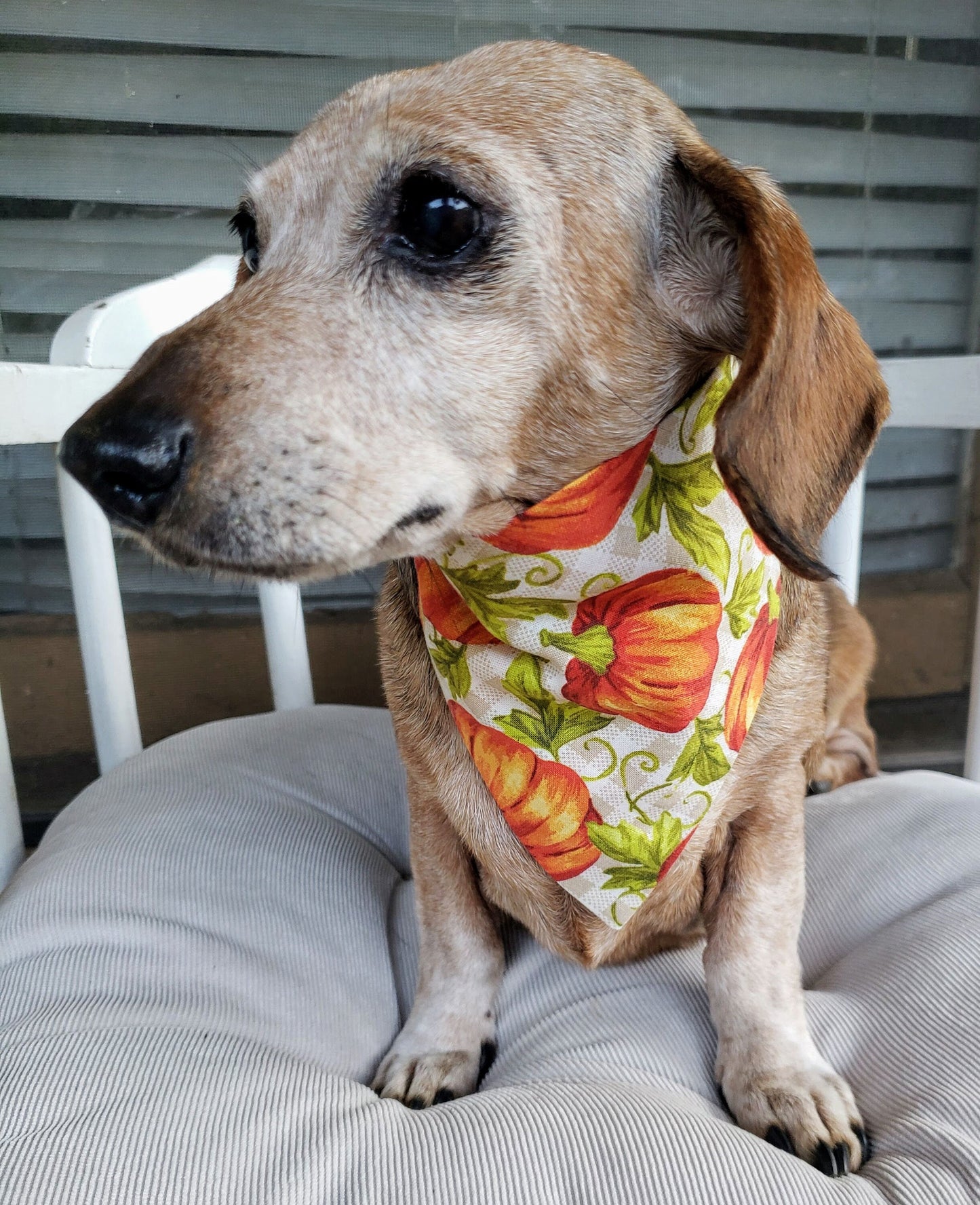 Clip on Dog Bandana With Buckle Pet Cat Bandanna Scarf Orange Pumpkin Plaid Fall Autumn Thanksgiving Halloween Handmade to Order