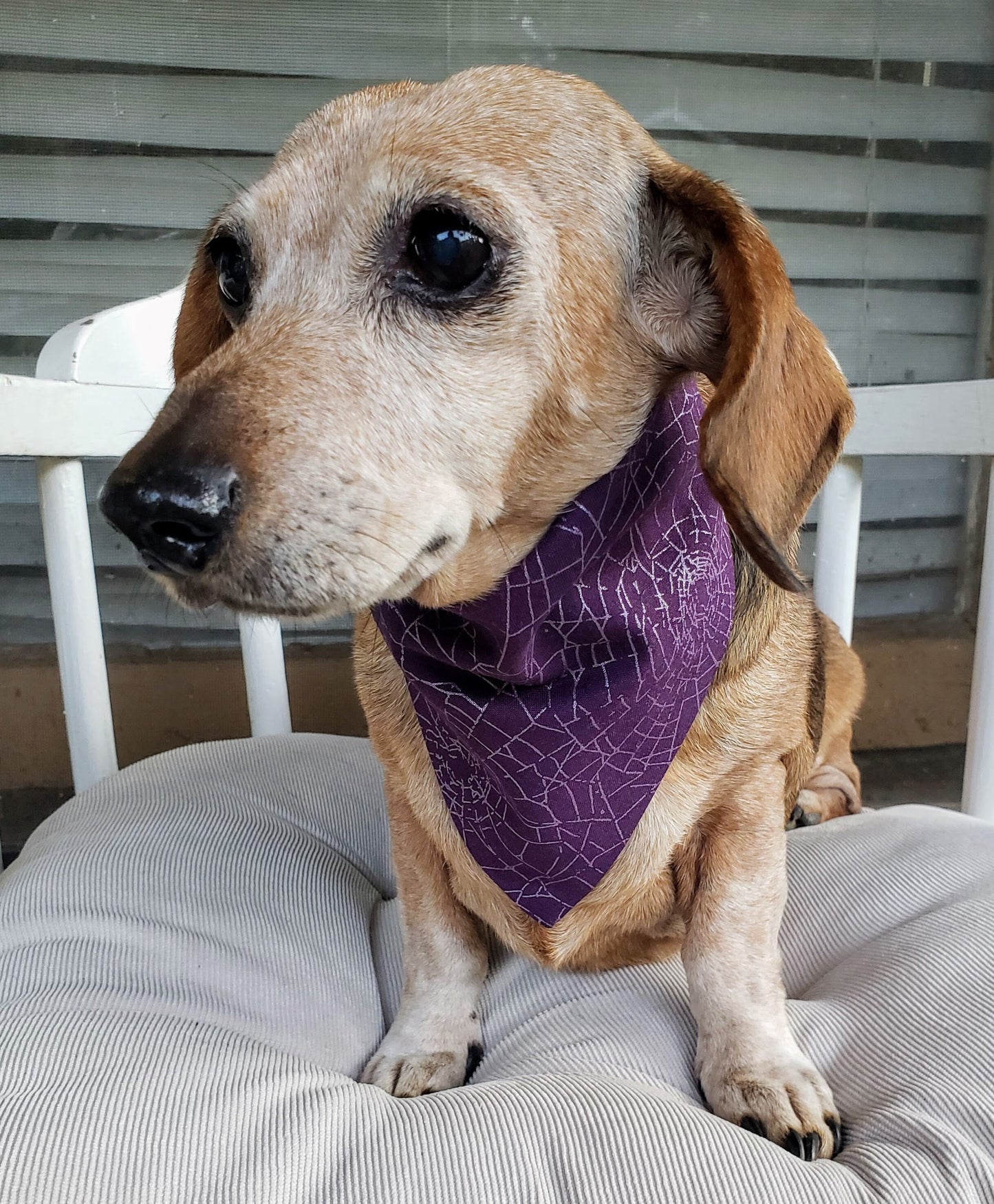Purple Spiderwebs Fall Autumn Halloween Sparkly Clip on Dog Bandana With Buckle Pet Cat Bandanna Handmade to Order