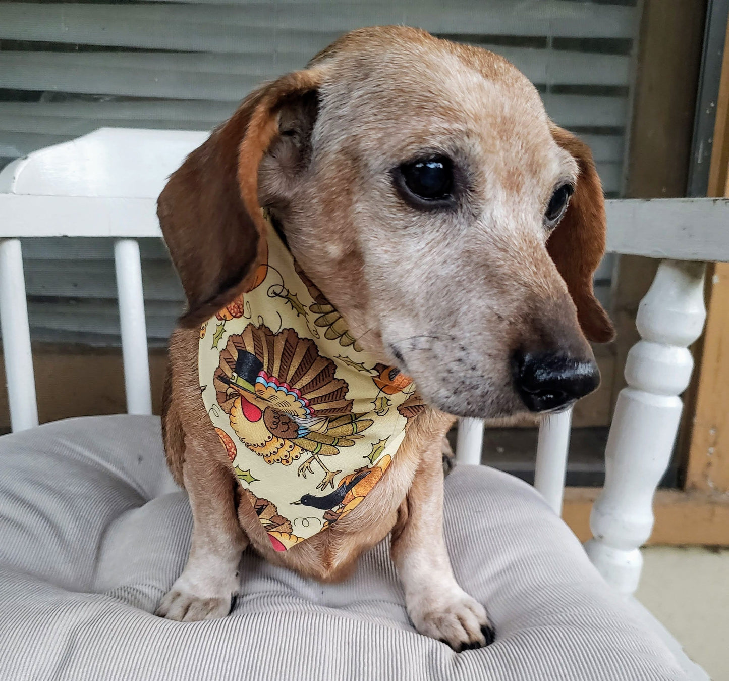 Turkeys Thanksgiving Fall Autumn Harvest Clip on Dog Bandana With Buckle Pet Cat Bandanna Handmade to Order