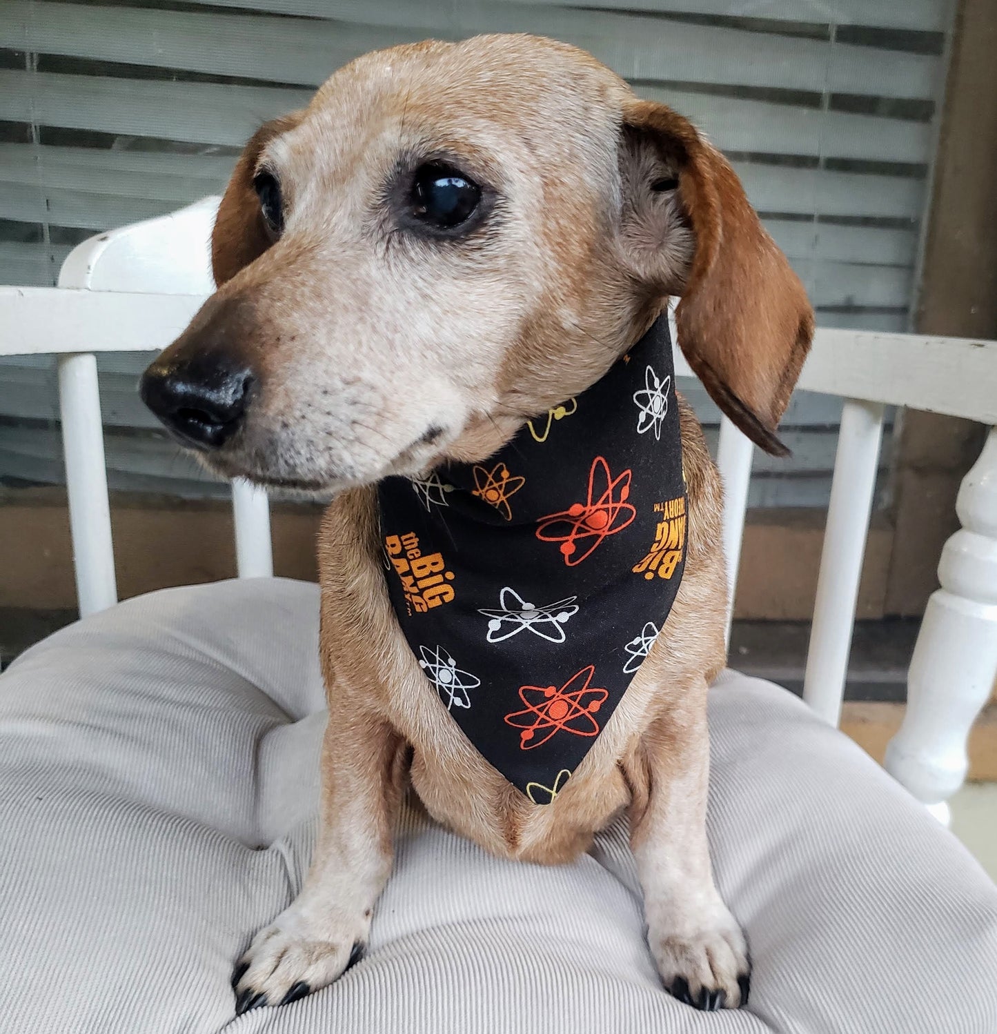 Clip on Dog Bandana With Buckle Pet Cat Bandanna Scarf The Big Bang Theory Logo Black Print Handmade to Order