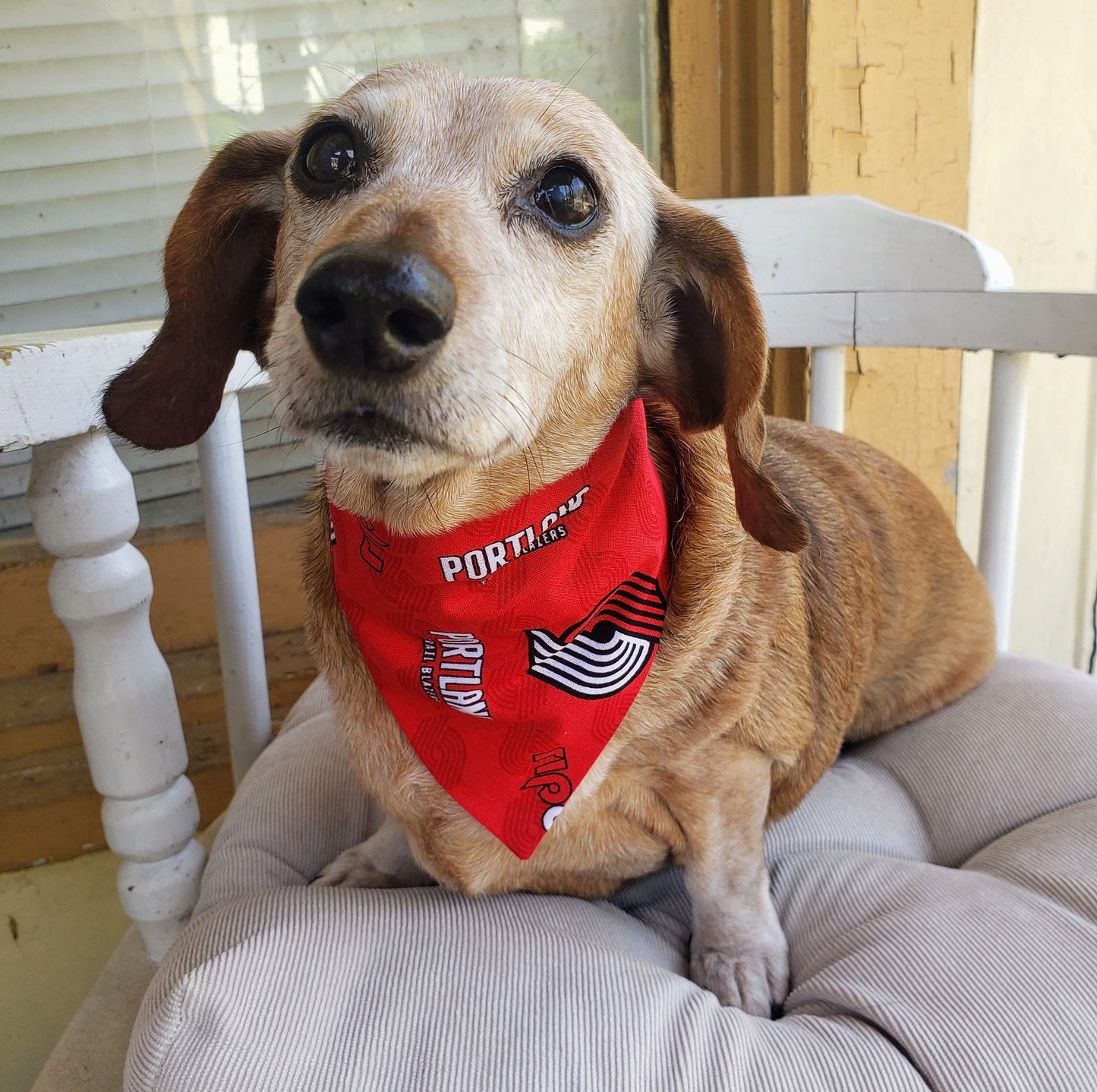 PORTLAND TRAIL BLAZERS Basketball nba Clip on Dog Bandana With Buckle Pet Cat Bandanna Scarf Handmade to Order