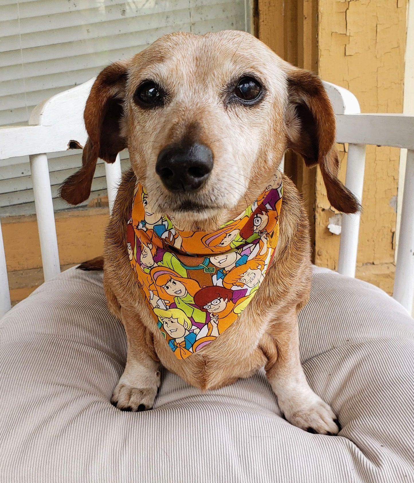 Clip on Dog Bandana With Buckle Pet Cat Bandanna Scarf Scooby Doo & the Gang Orange Print Handmade to Order