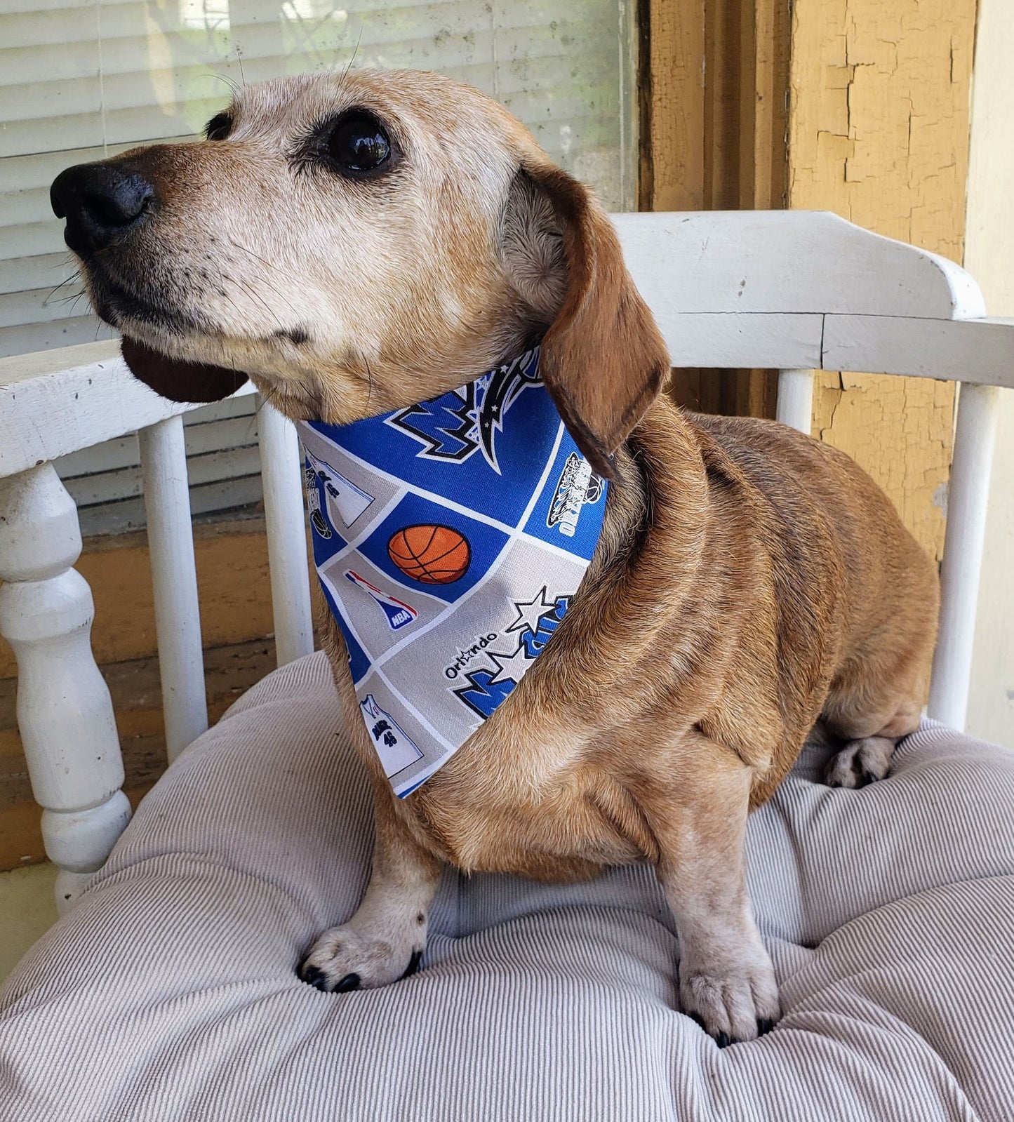 Clip on Dog Bandana With Buckle Pet Cat Bandanna Scarf ORLANDO MAGIC Basketball nba Handmade to Order