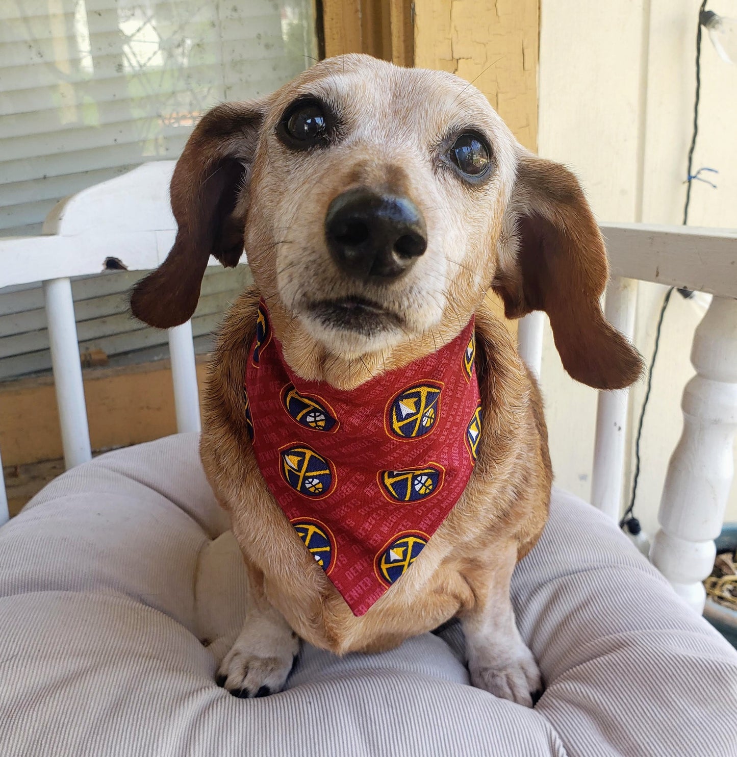 Clip on Dog Bandana With Buckle Pet Cat Bandanna Scarf DENVER NUGGETS Basketball nba Handmade to Order