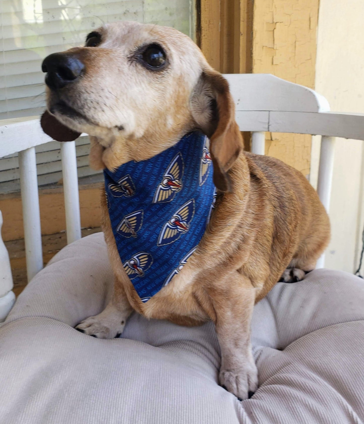 NEW ORLEANS PELICANS Basketball nba Clip on Dog Bandana With Buckle Pet Cat Bandanna Scarf Handmade to Order