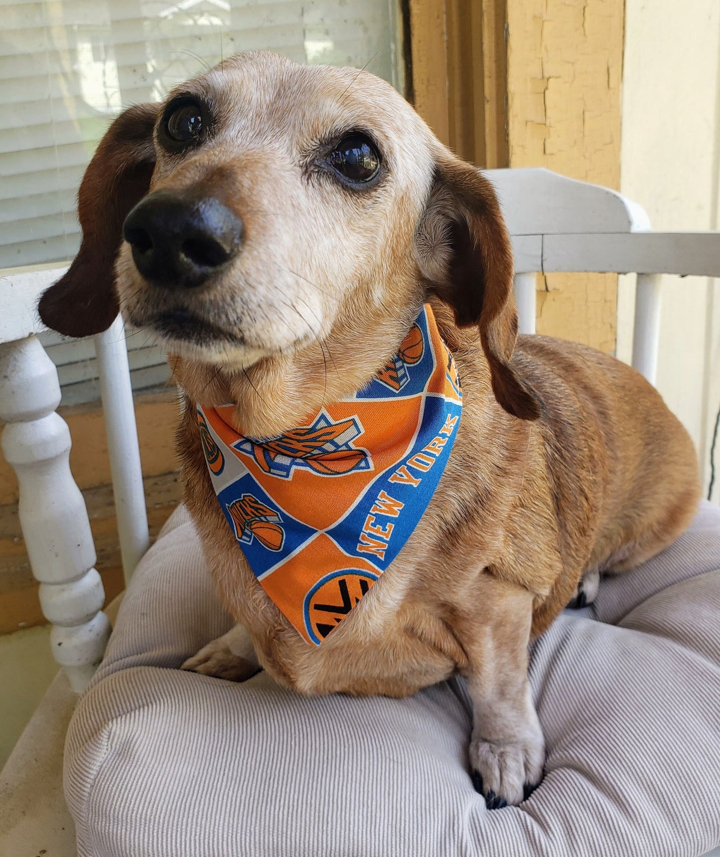 Clip on Dog Bandana With Buckle Pet Cat Bandanna Scarf NEW YORK KNICKS Basketball nba Handmade to Order