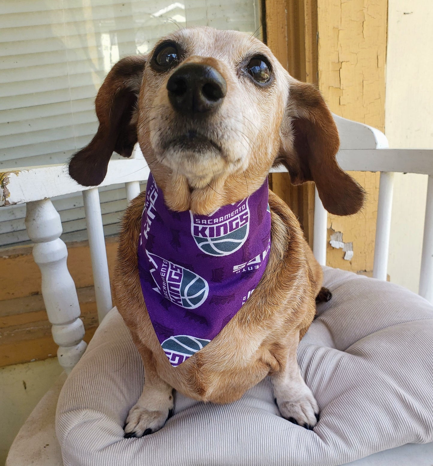 Clip on Dog Bandana With Buckle Pet Cat Bandanna Scarf SACRAMENTO KINGS Basketball nba Handmade to Order