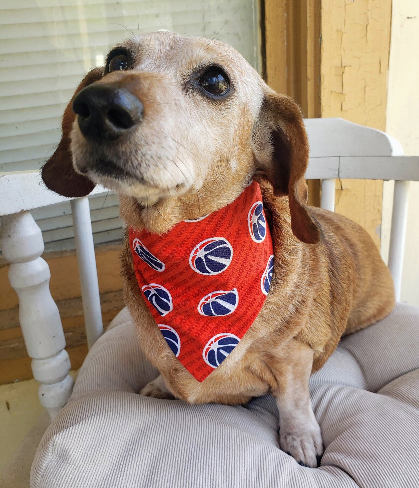 Clip on Dog Bandana With Buckle Pet Cat Bandanna Scarf WASHINGTON WIZARDS Basketball nba Handmade to Order